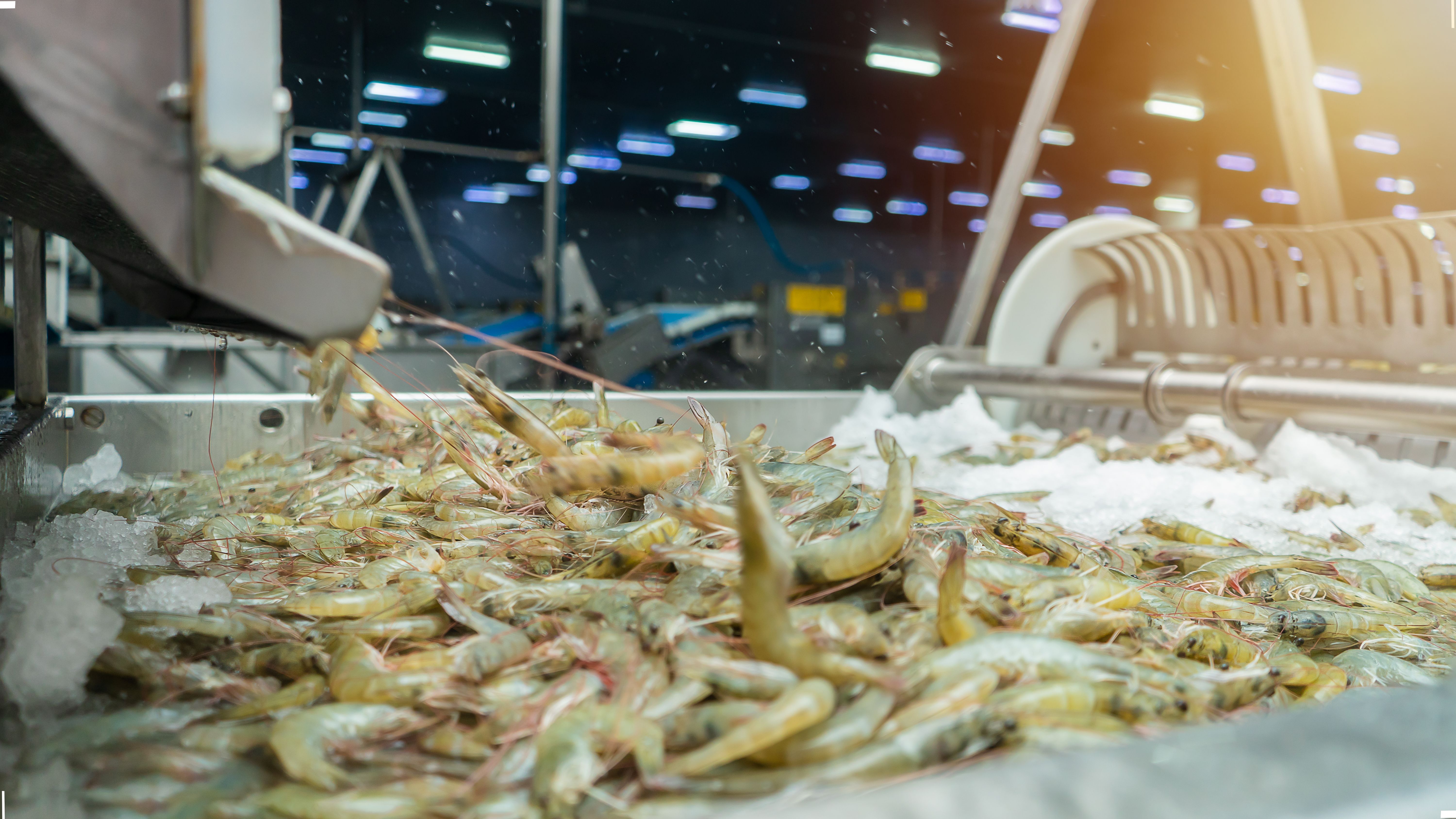 Freezing farmed shrimp in a tank of frozen water at a seafood production plant
