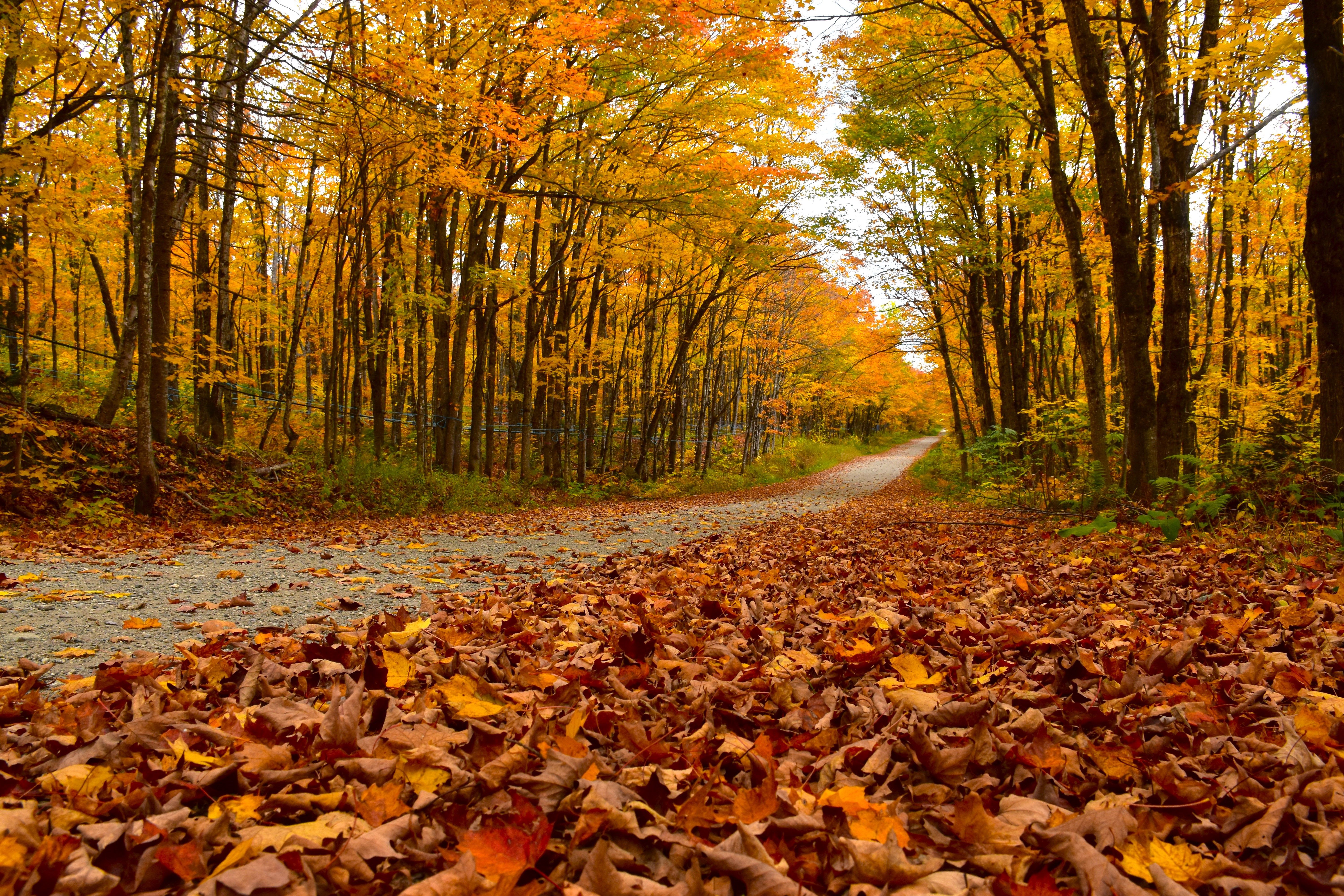 fall leaves