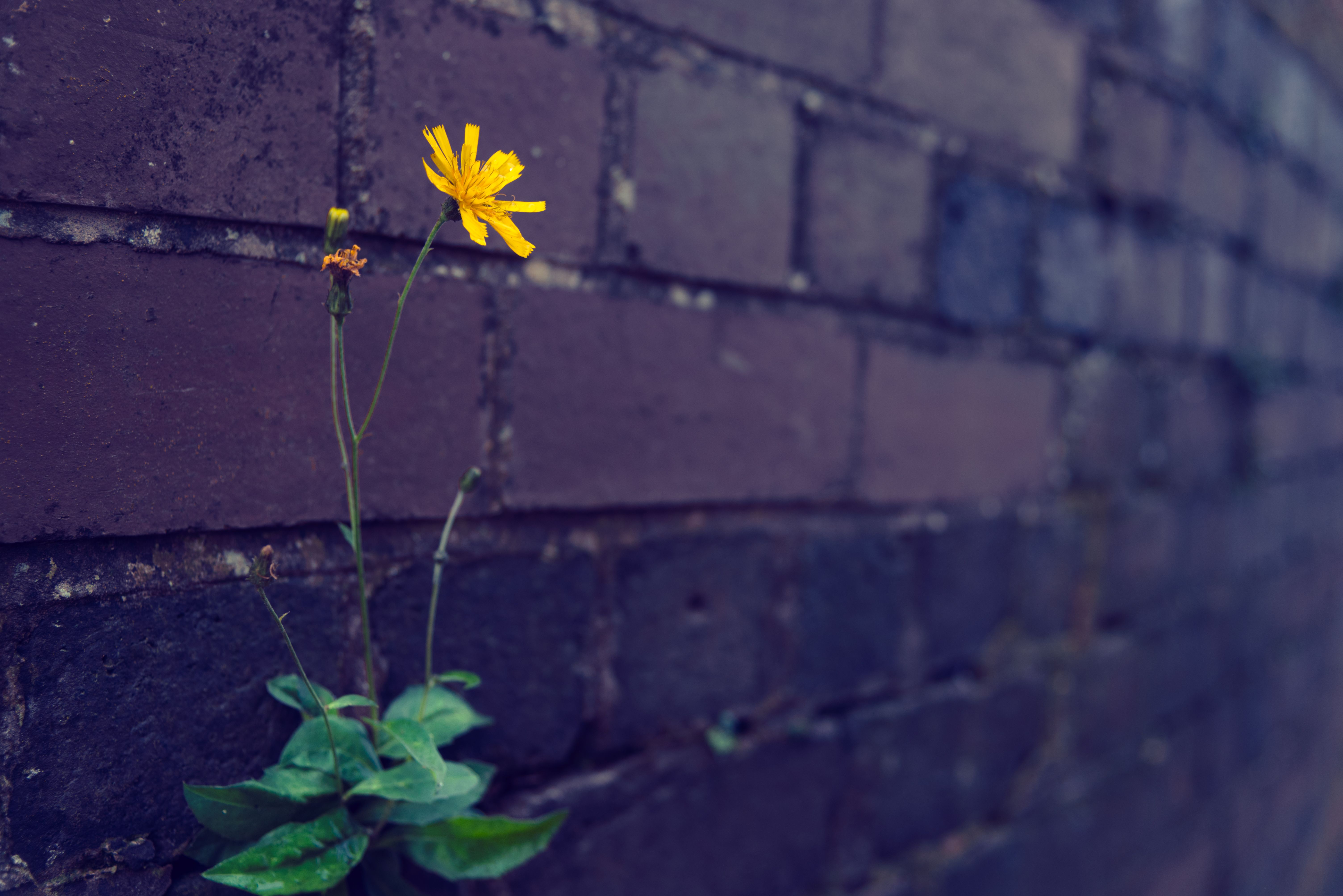 emerging digital marketing