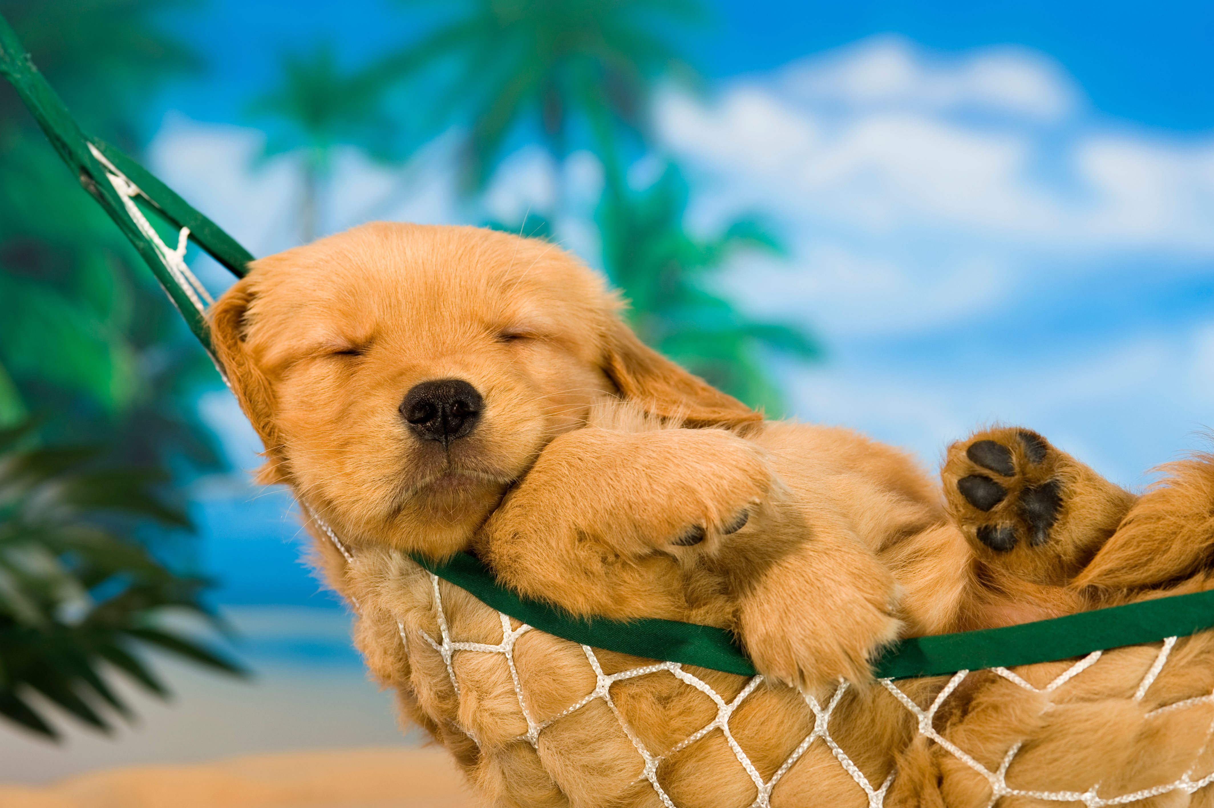 Young puppy in hammock with tropical background