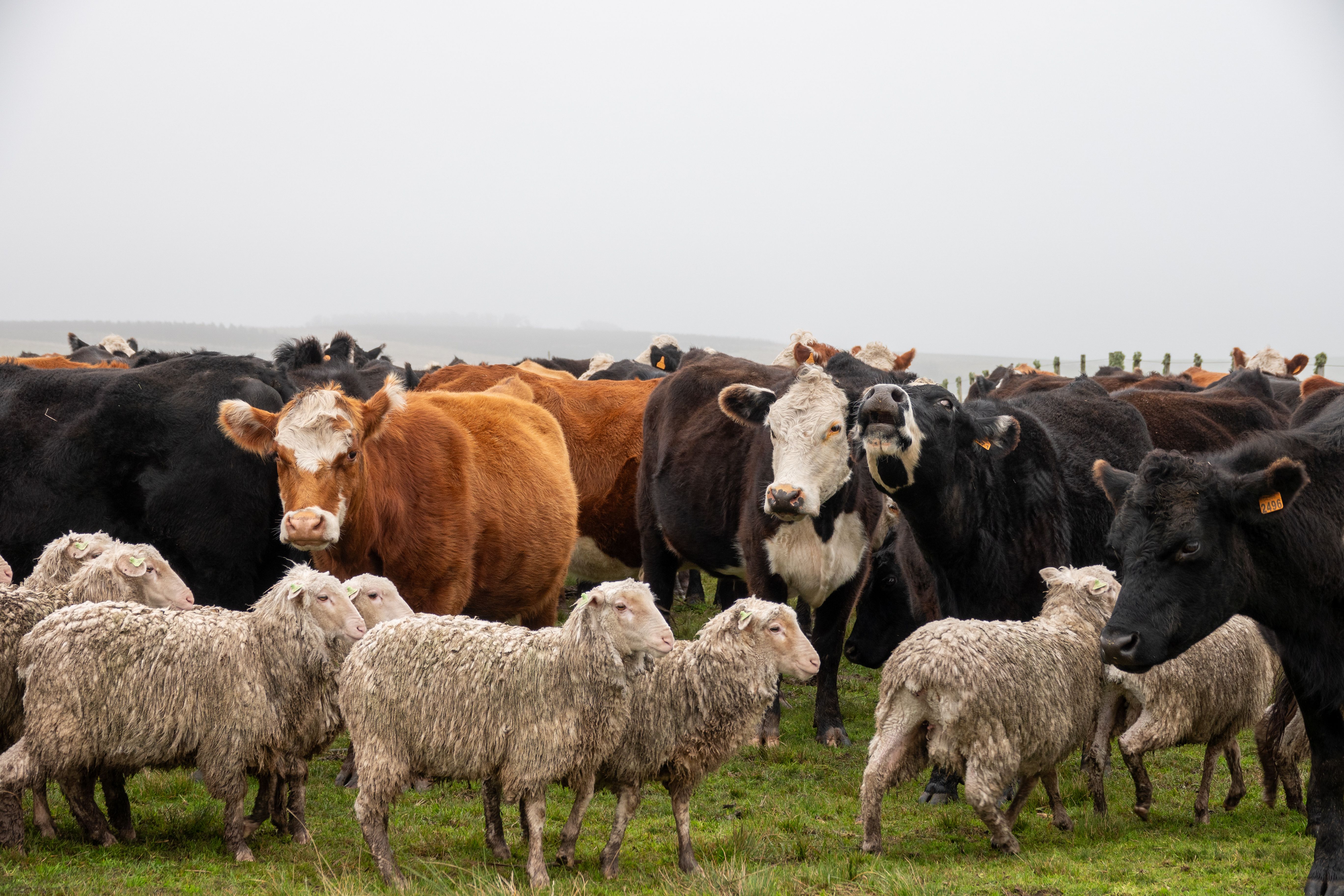 Hereford cows with merino sheep