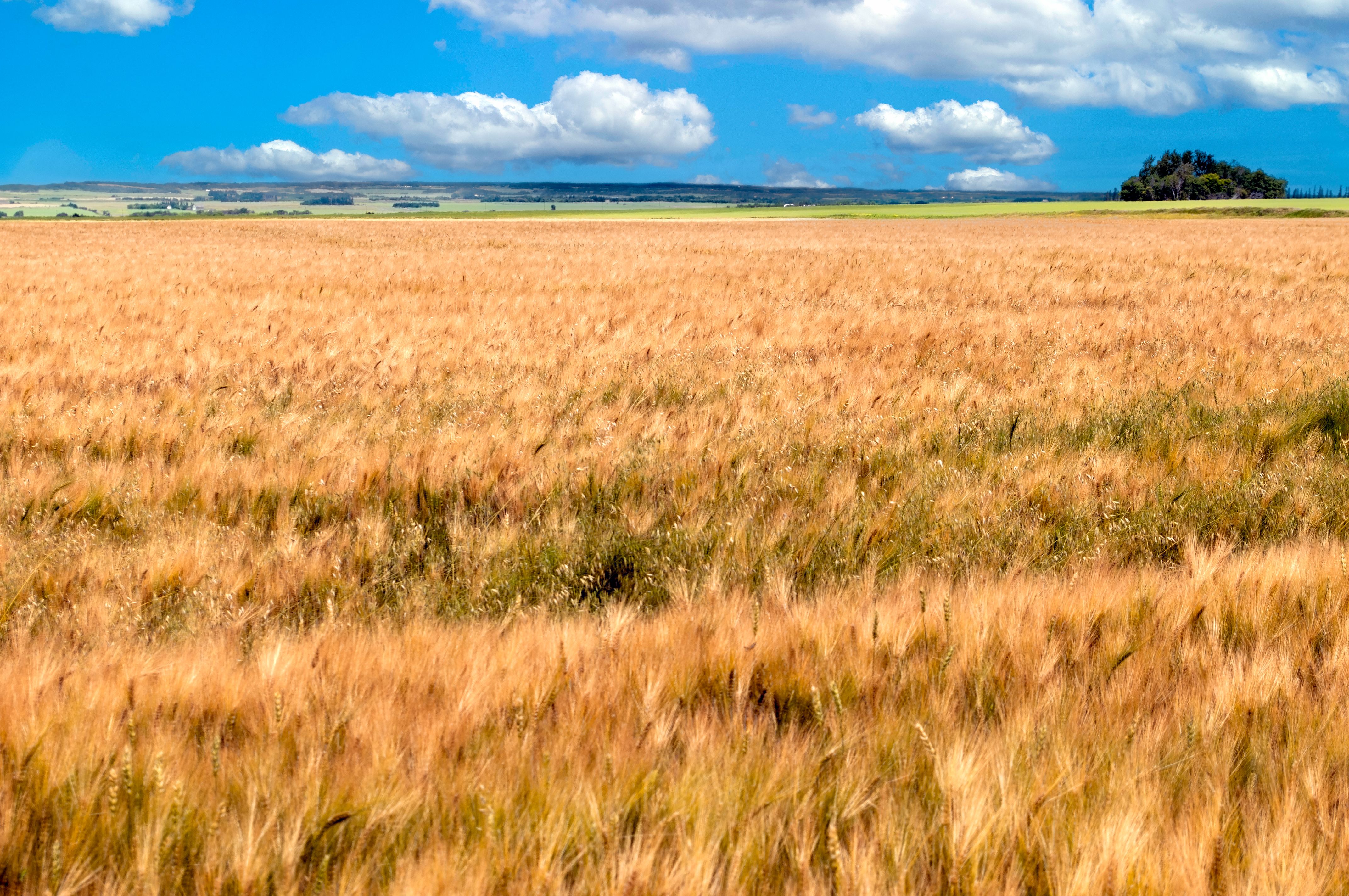 agricultural landscape