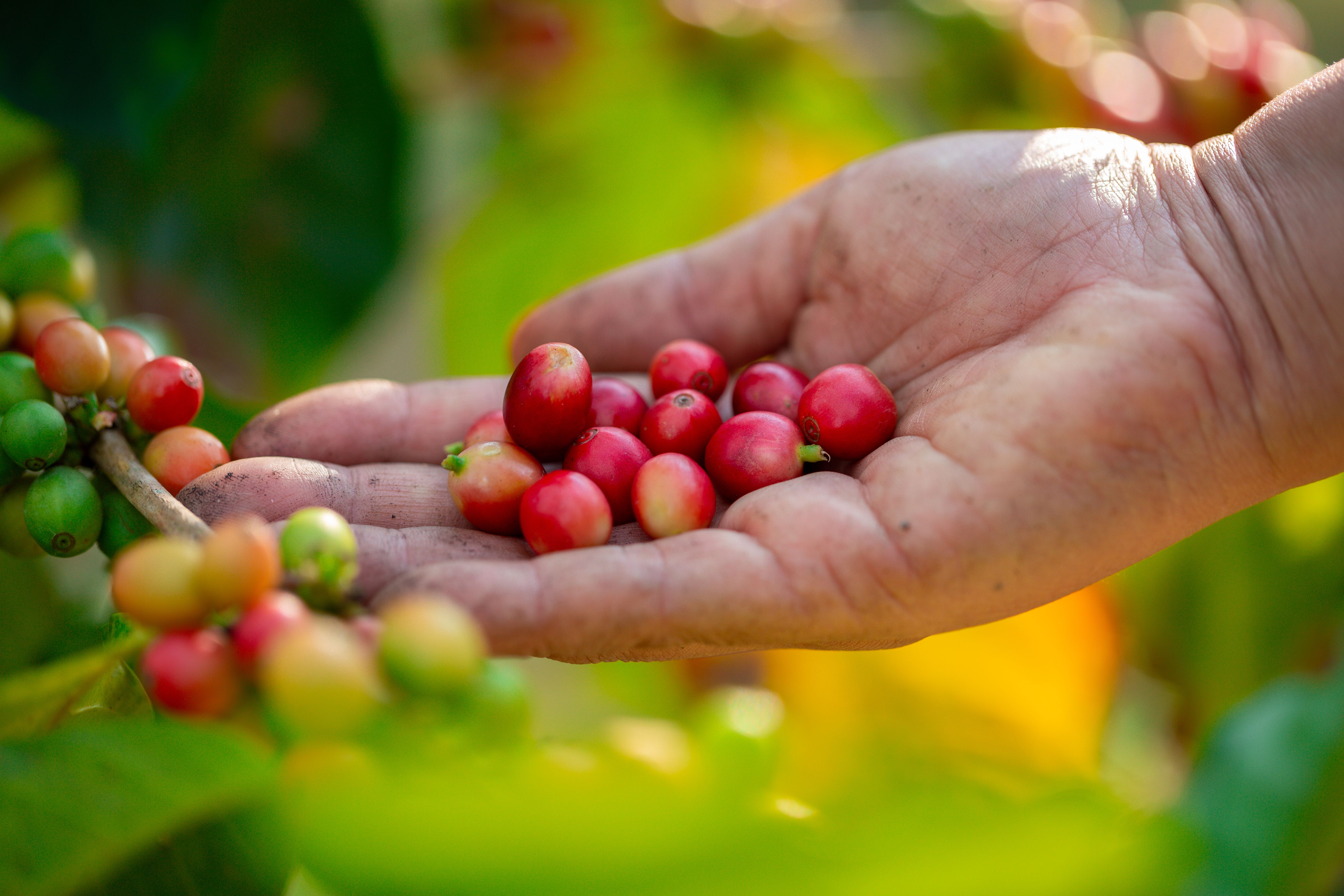 exotic coffee beans