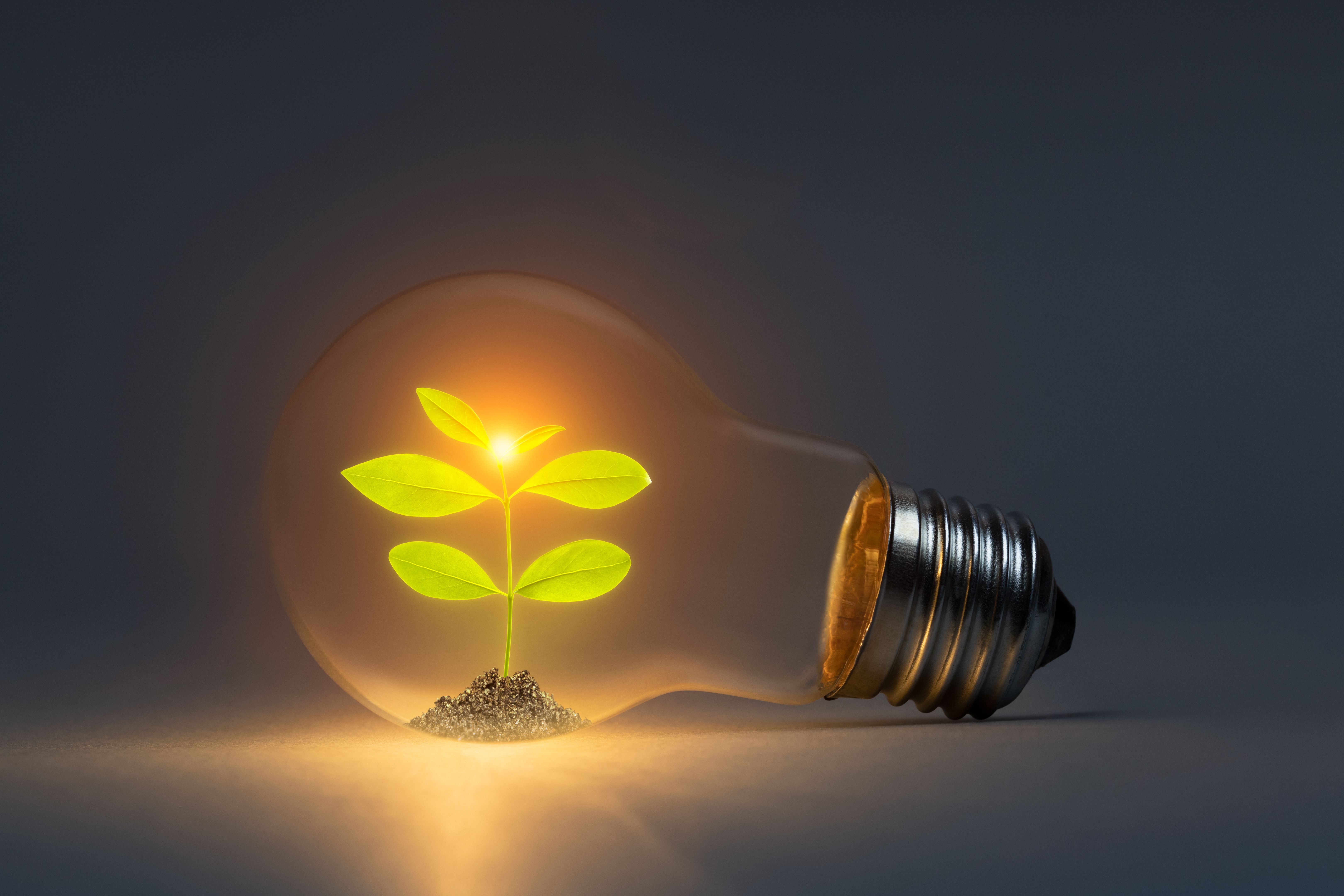 Green energy concept with classic light bulb and new life plant inside