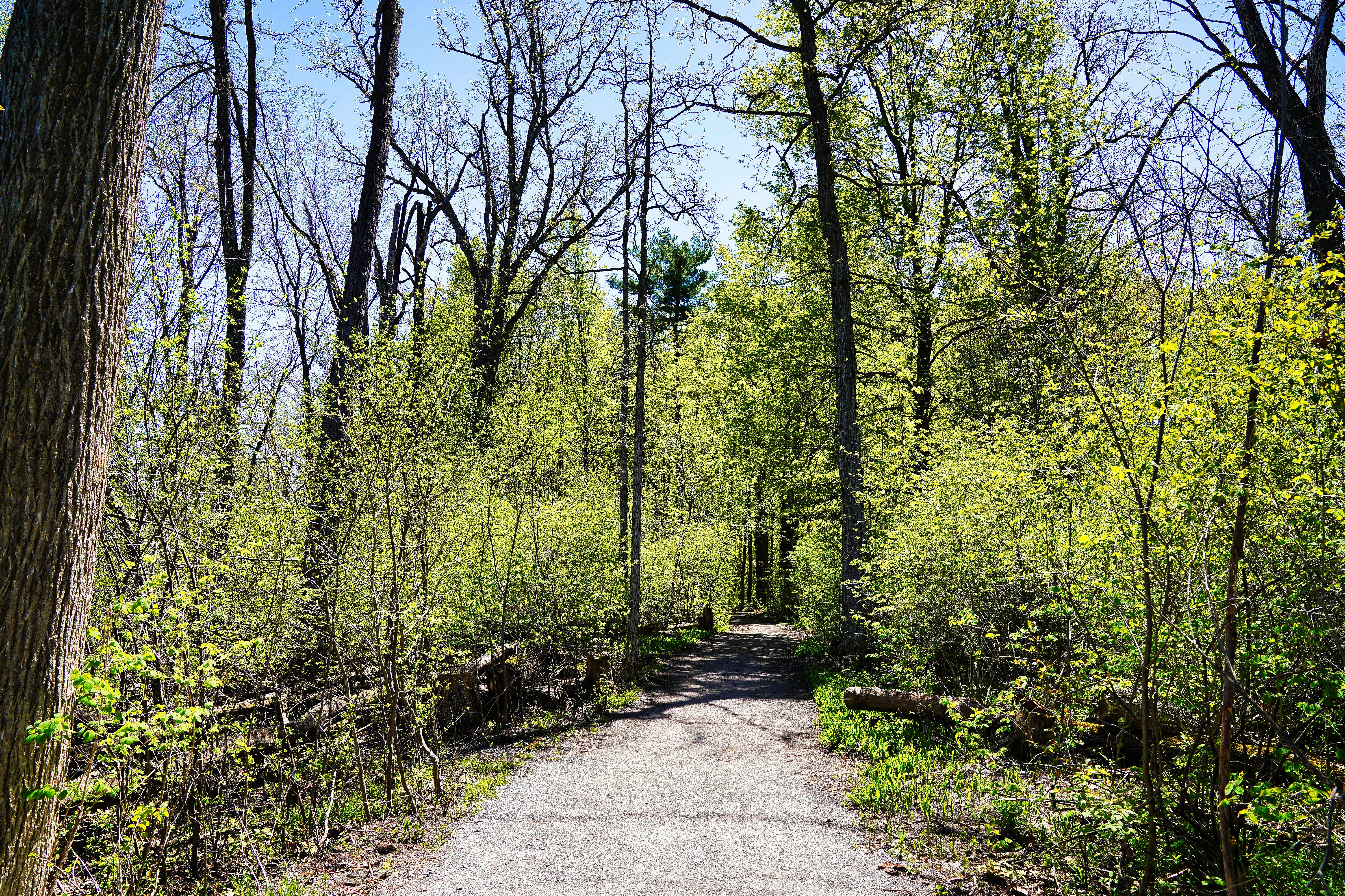 peaceful walking trail