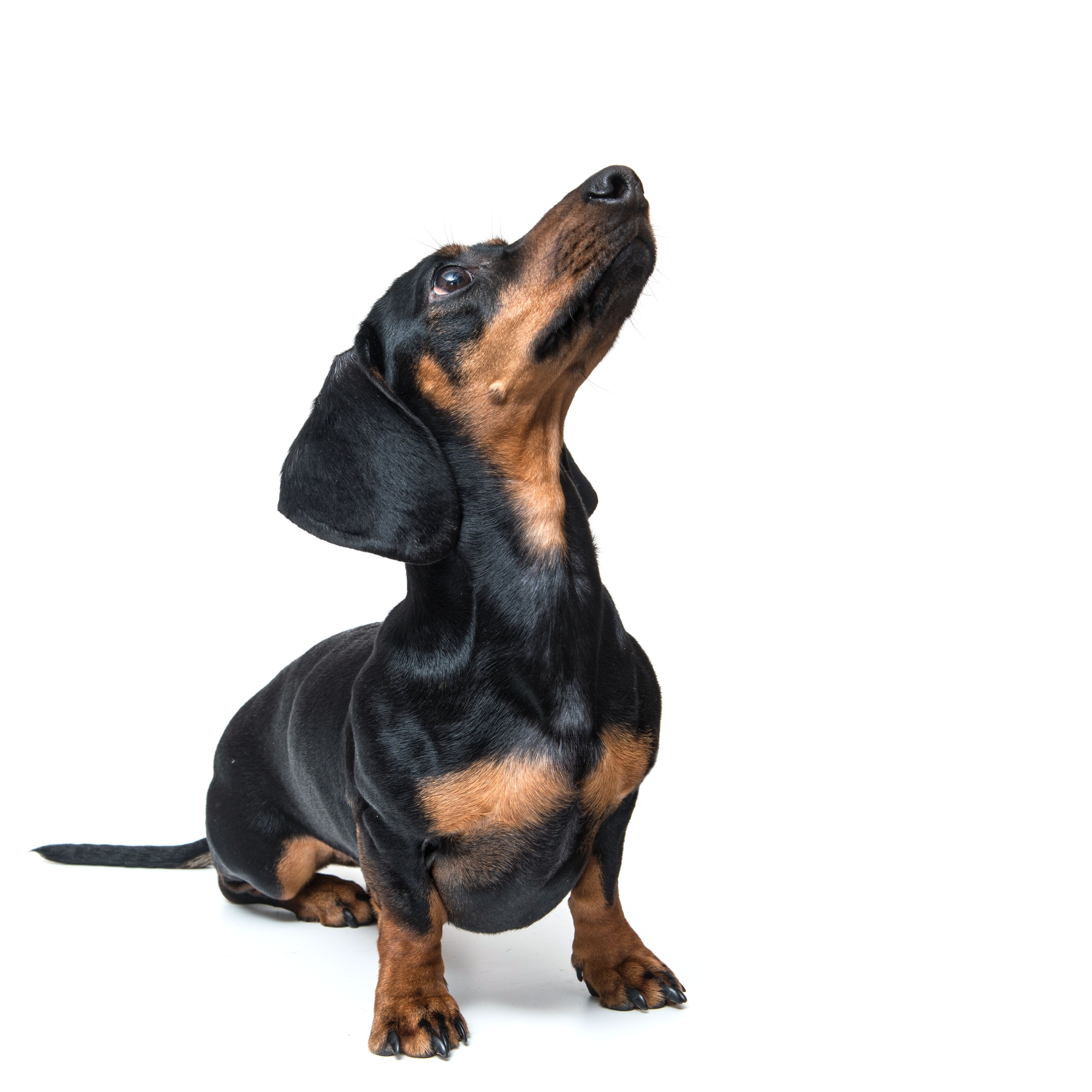 dachshund isolated on white background