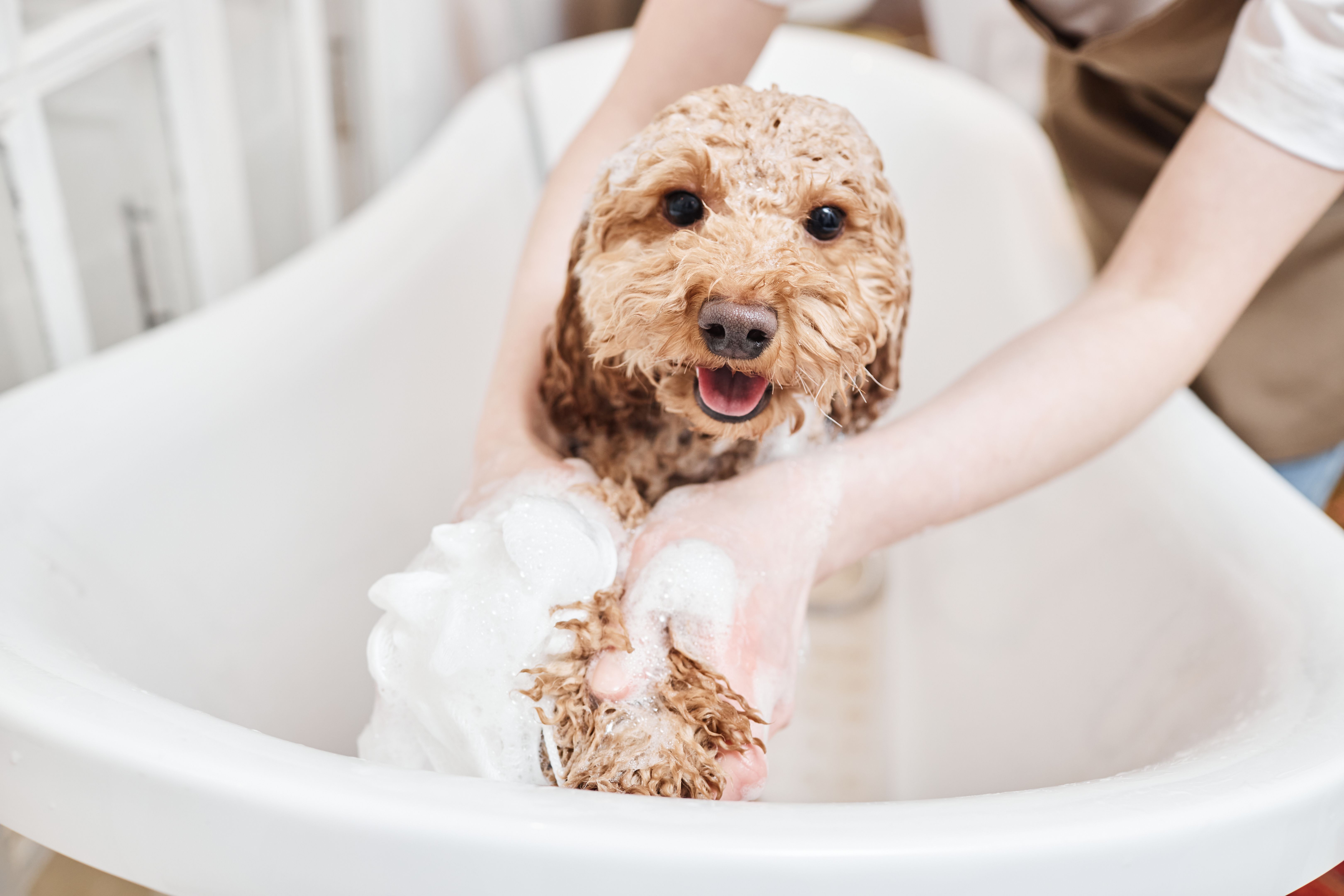 dog grooming