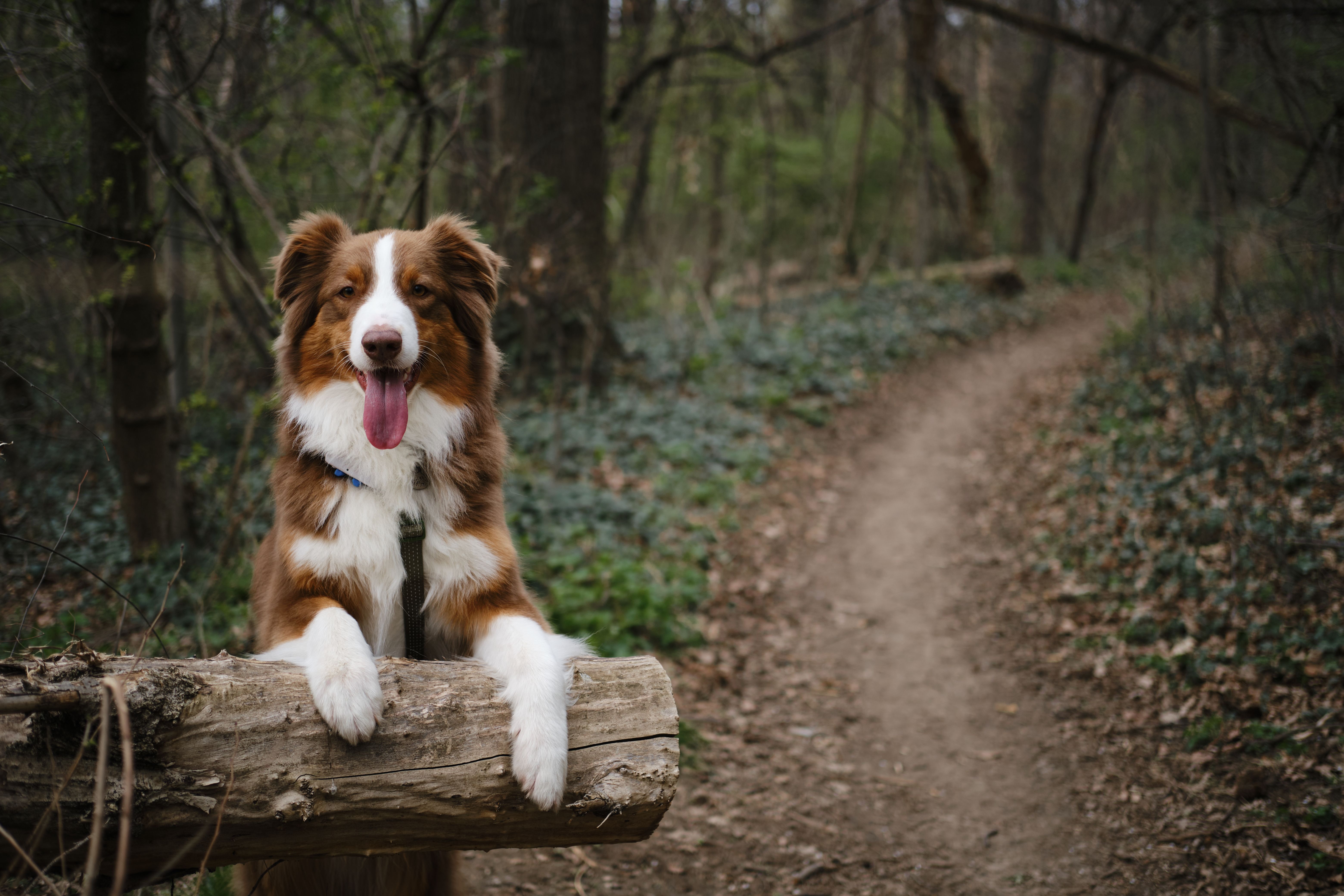 dog friendly trail