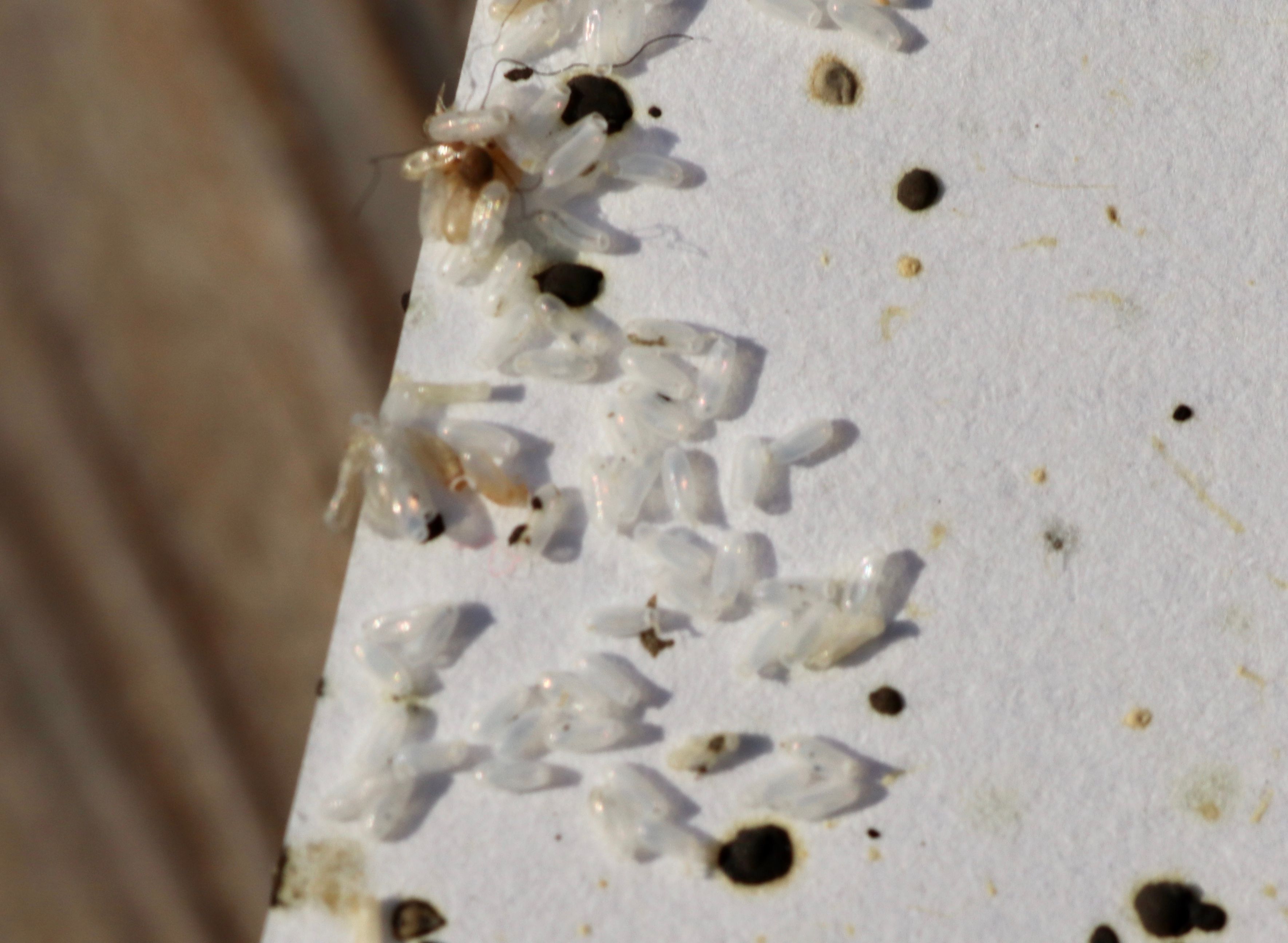 bed bug eggs