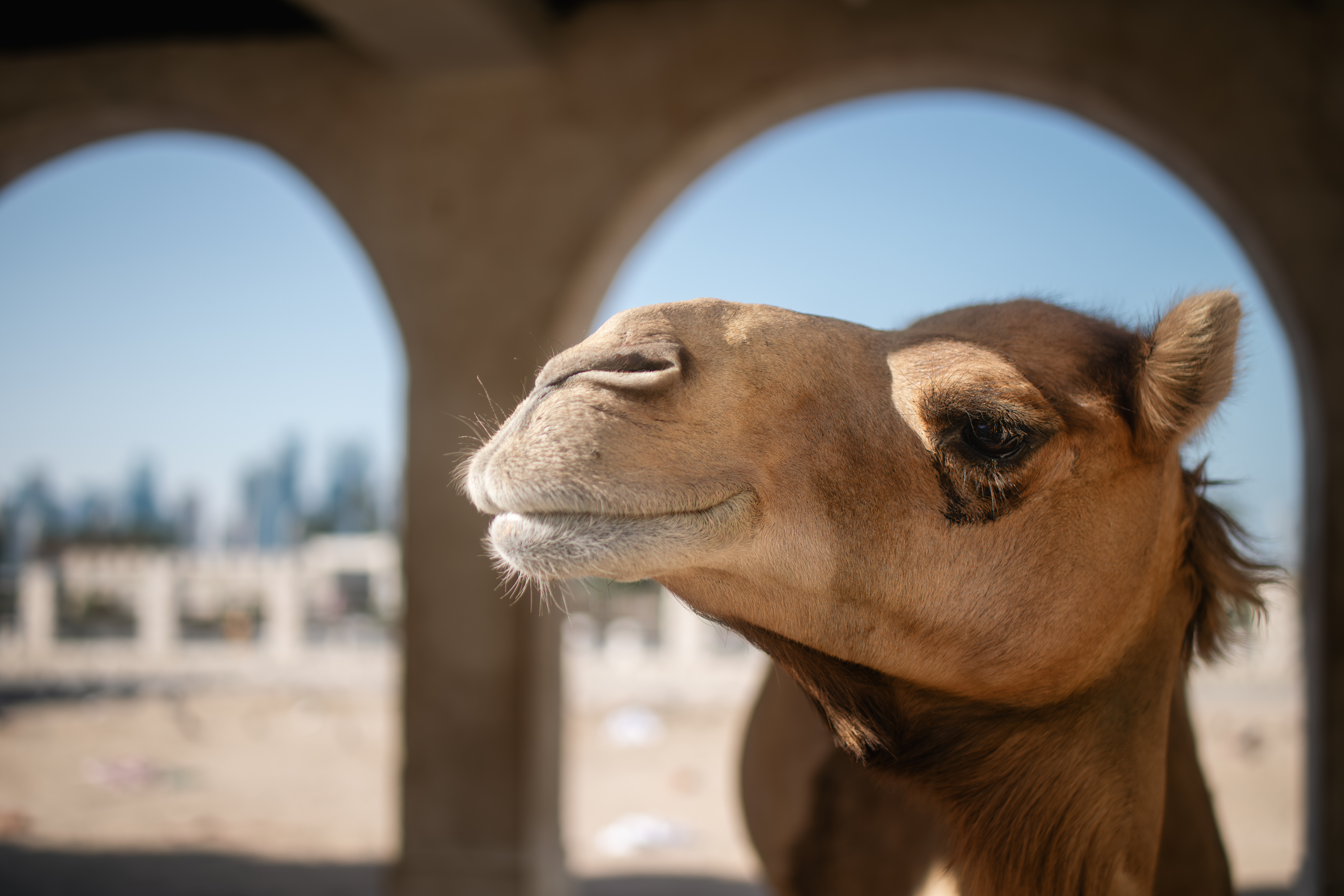 Camel in historic district of Doha