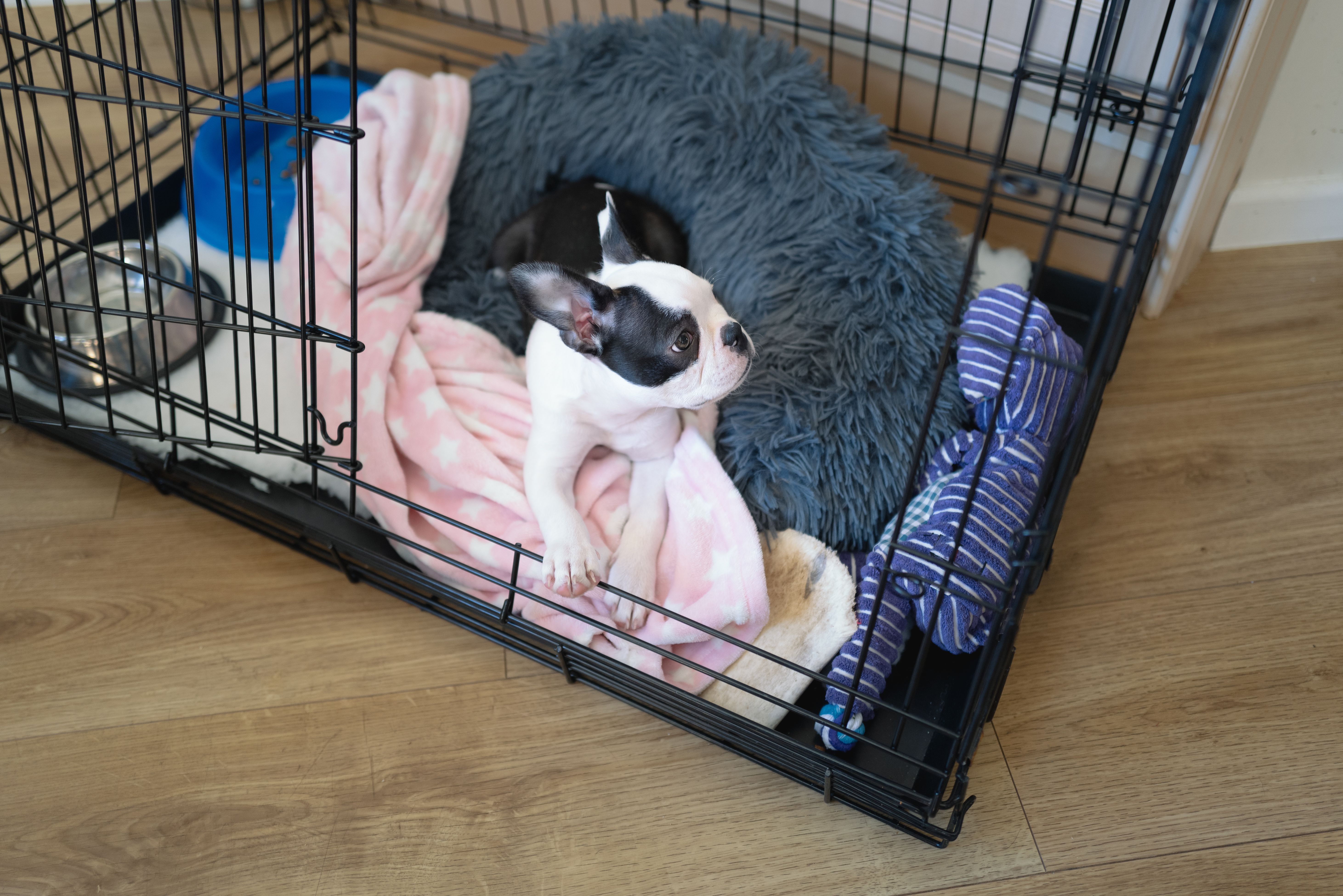 puppy crate