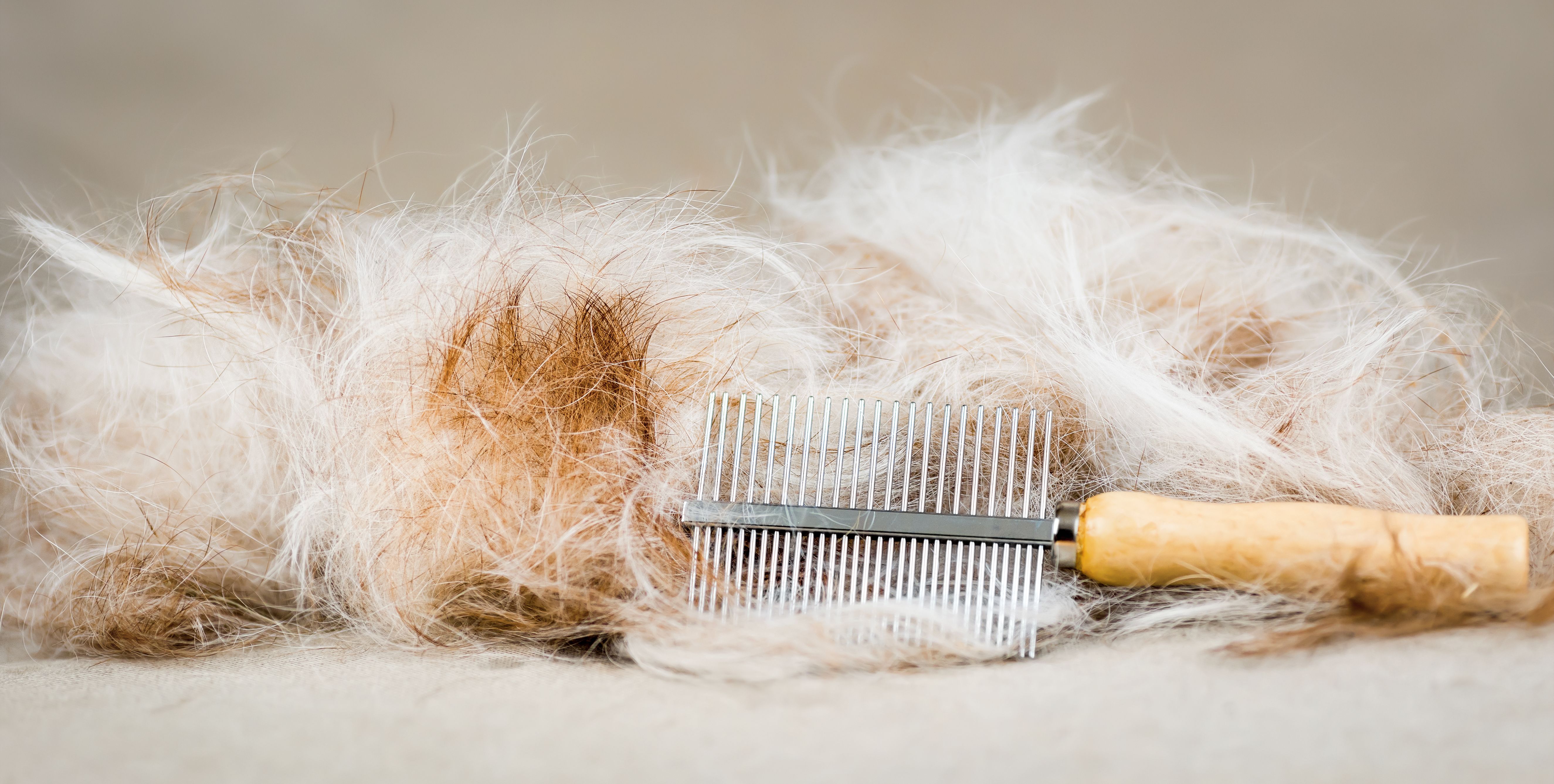 pet shedding