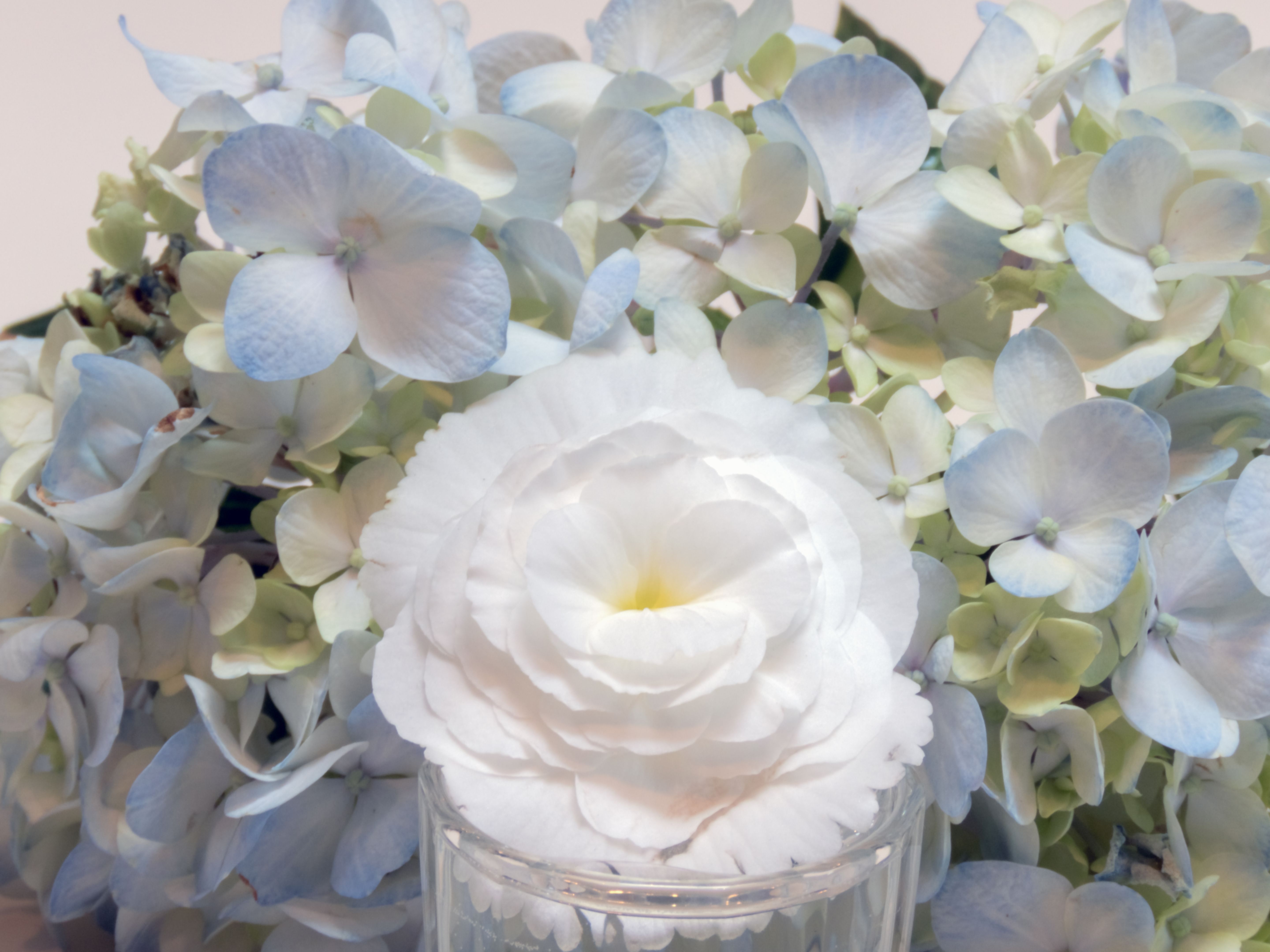 White begonia and blue hydrangea blooms.