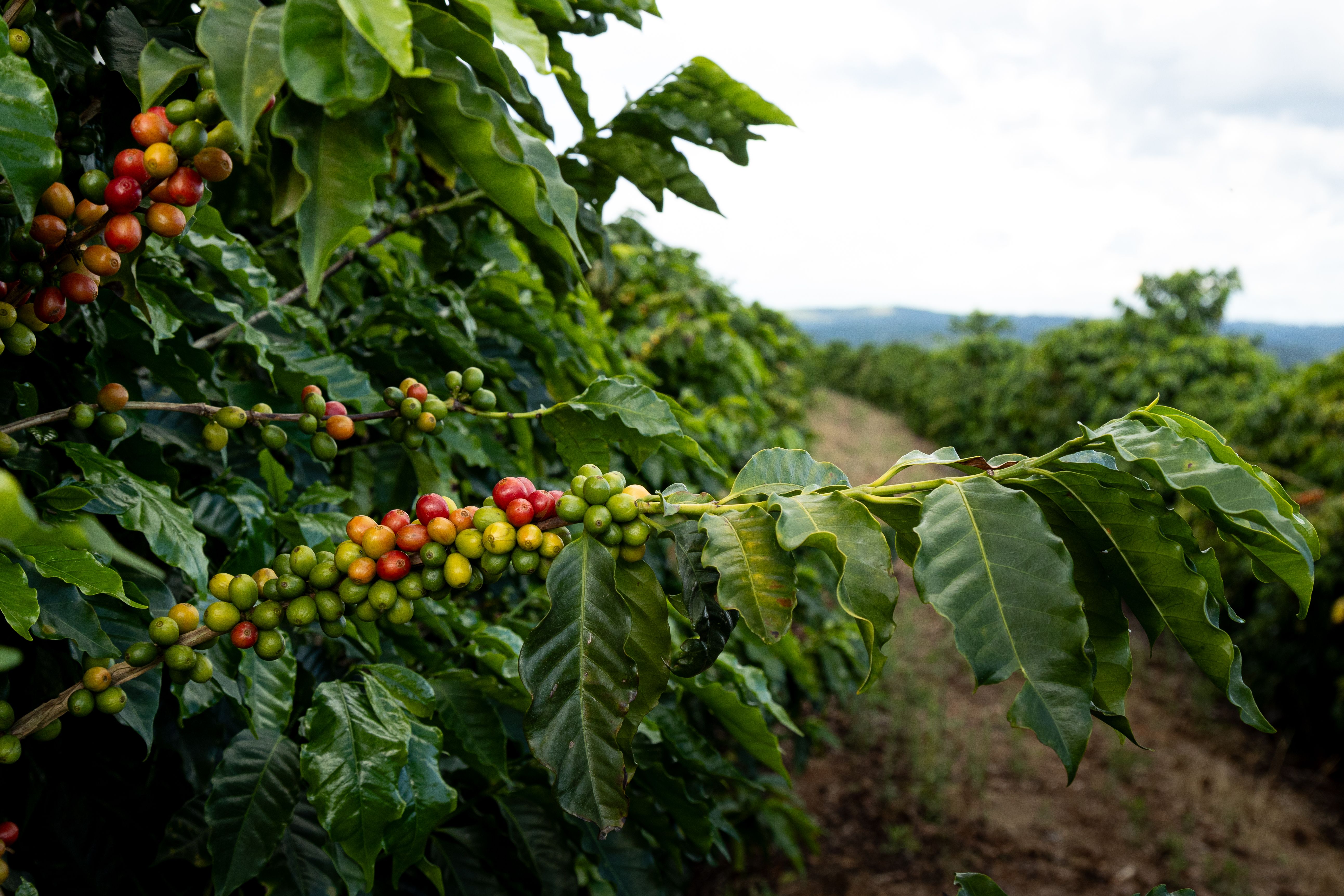 coffee farm