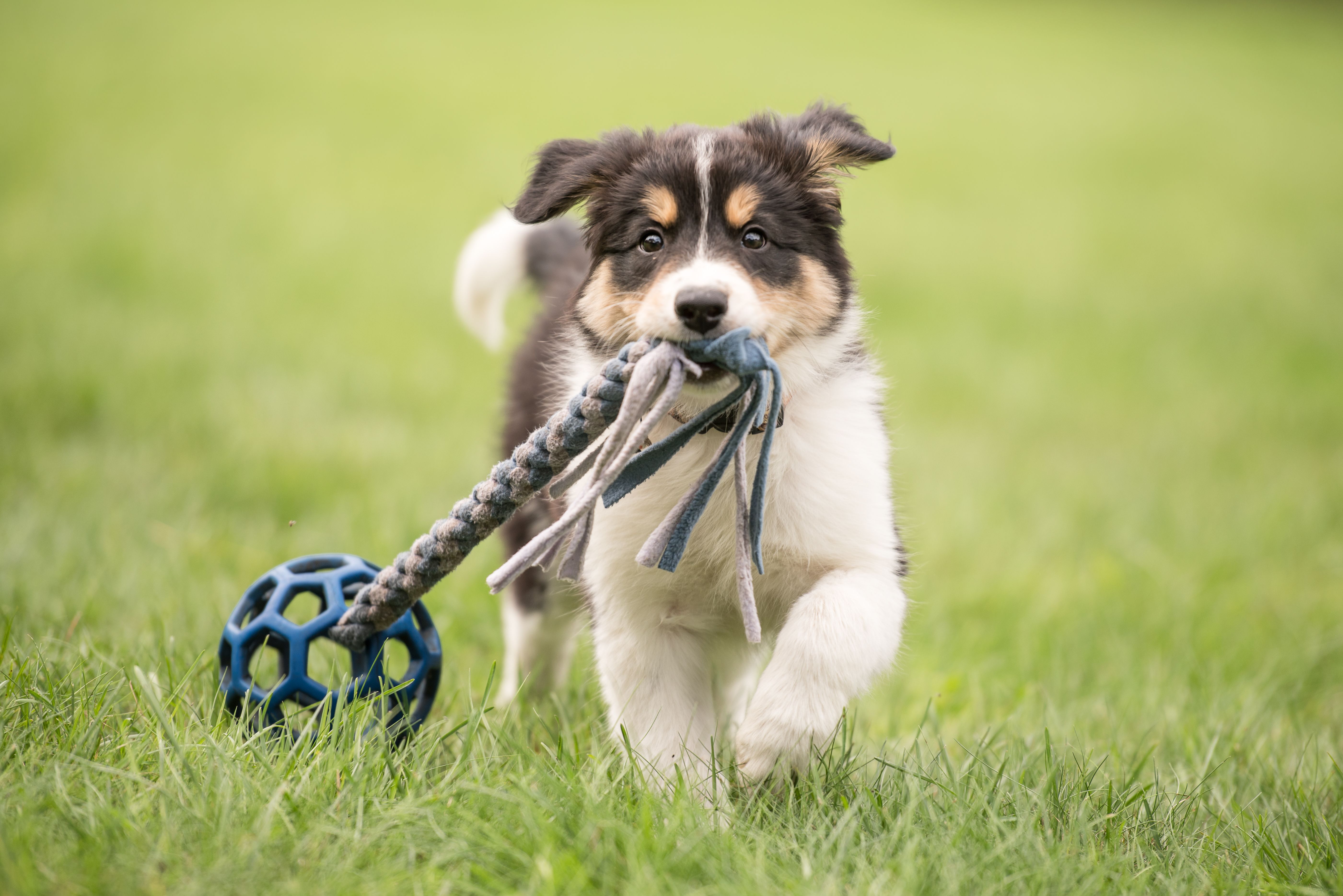 Cute Border collie dog puppy runs happily with a toy and plays
