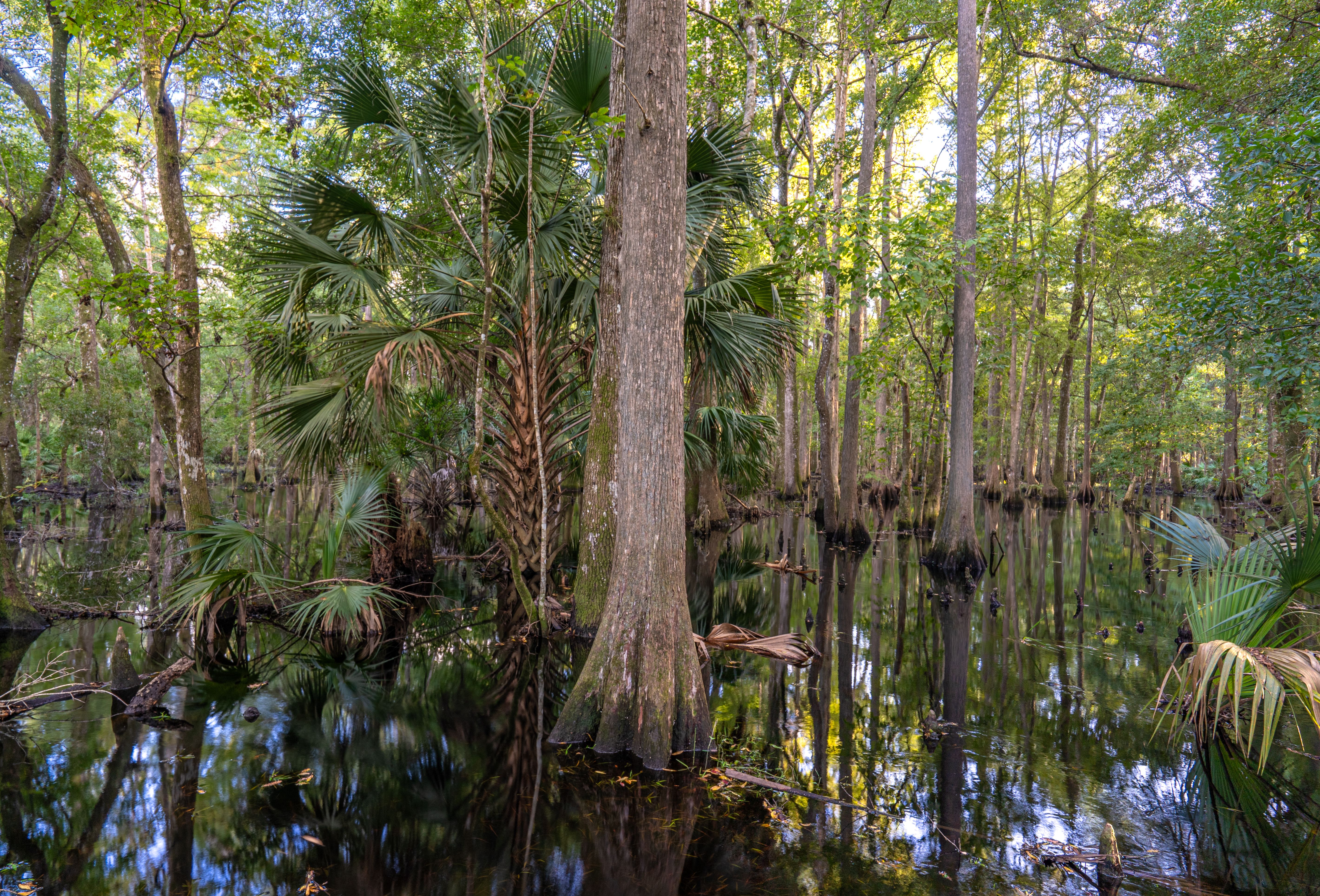 florida wetlands