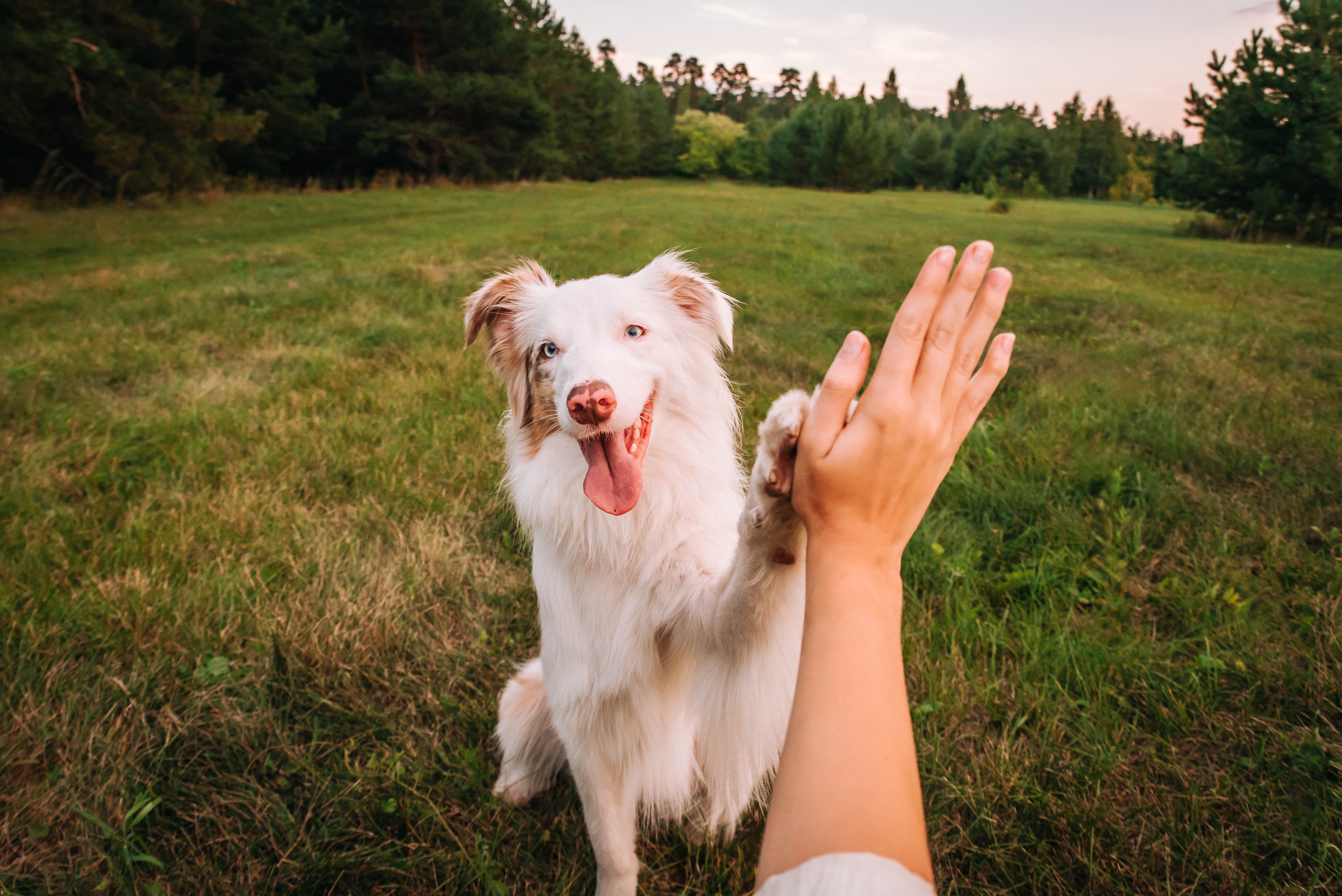 happy dog