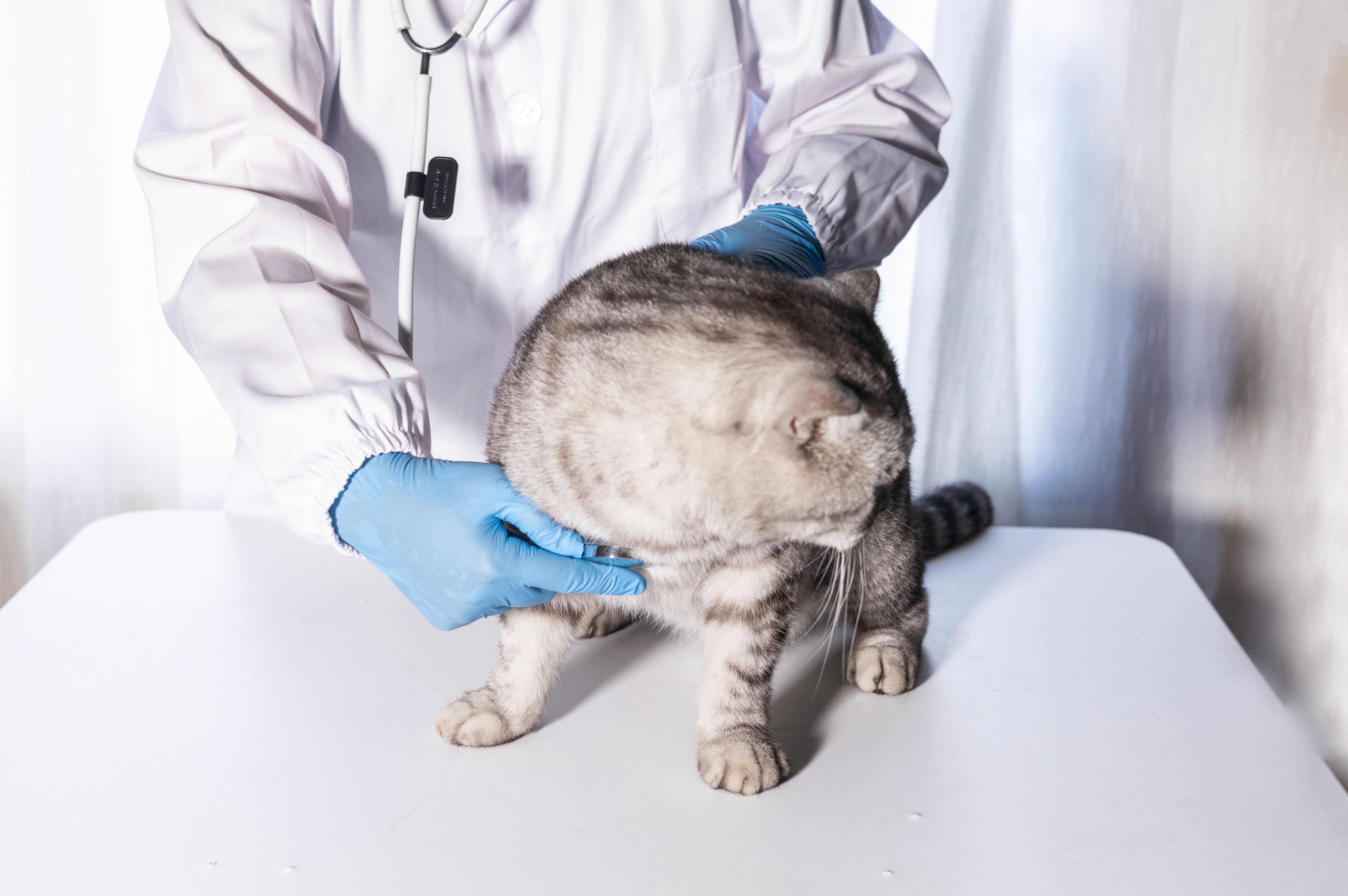 pet health check