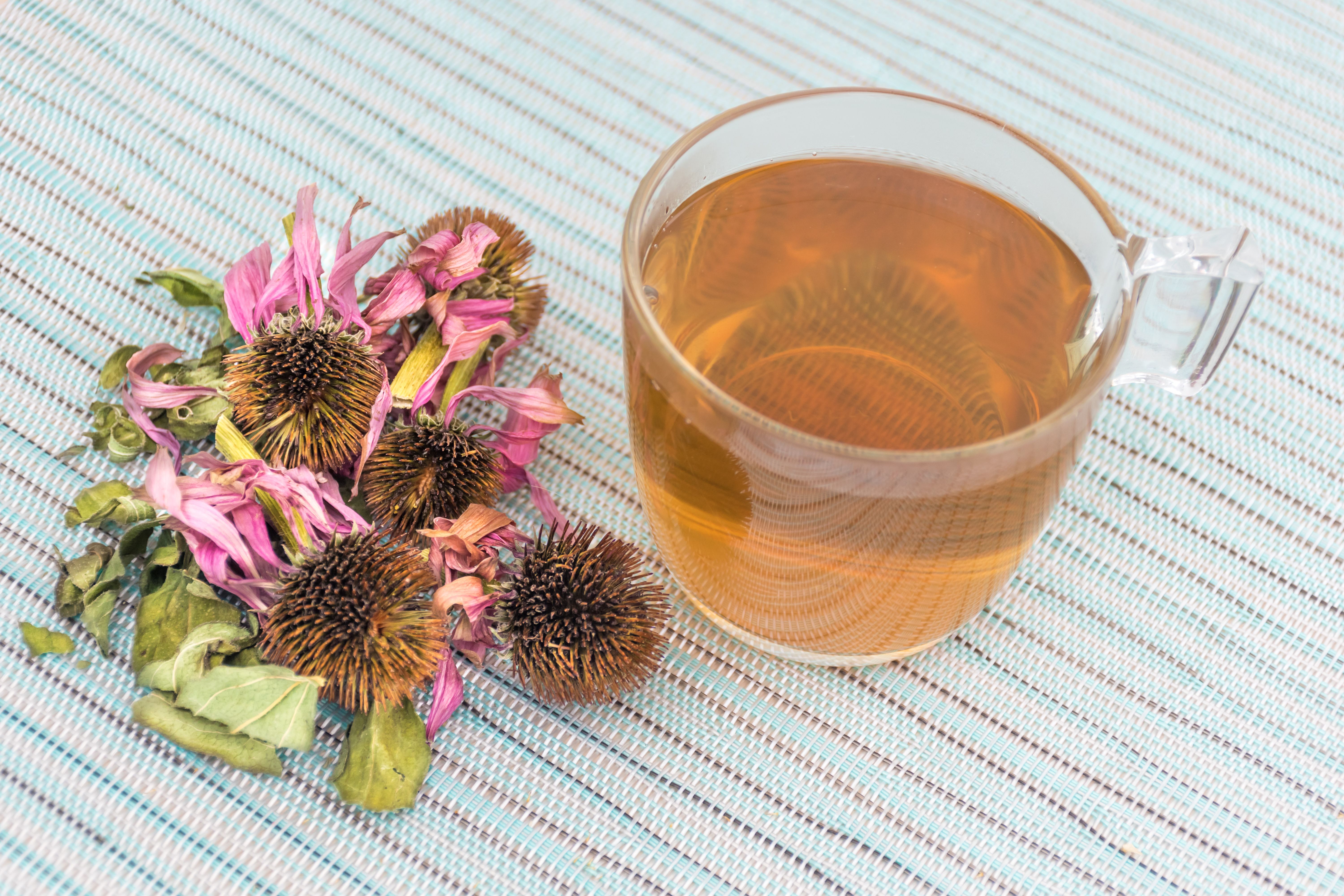 echinacea tea