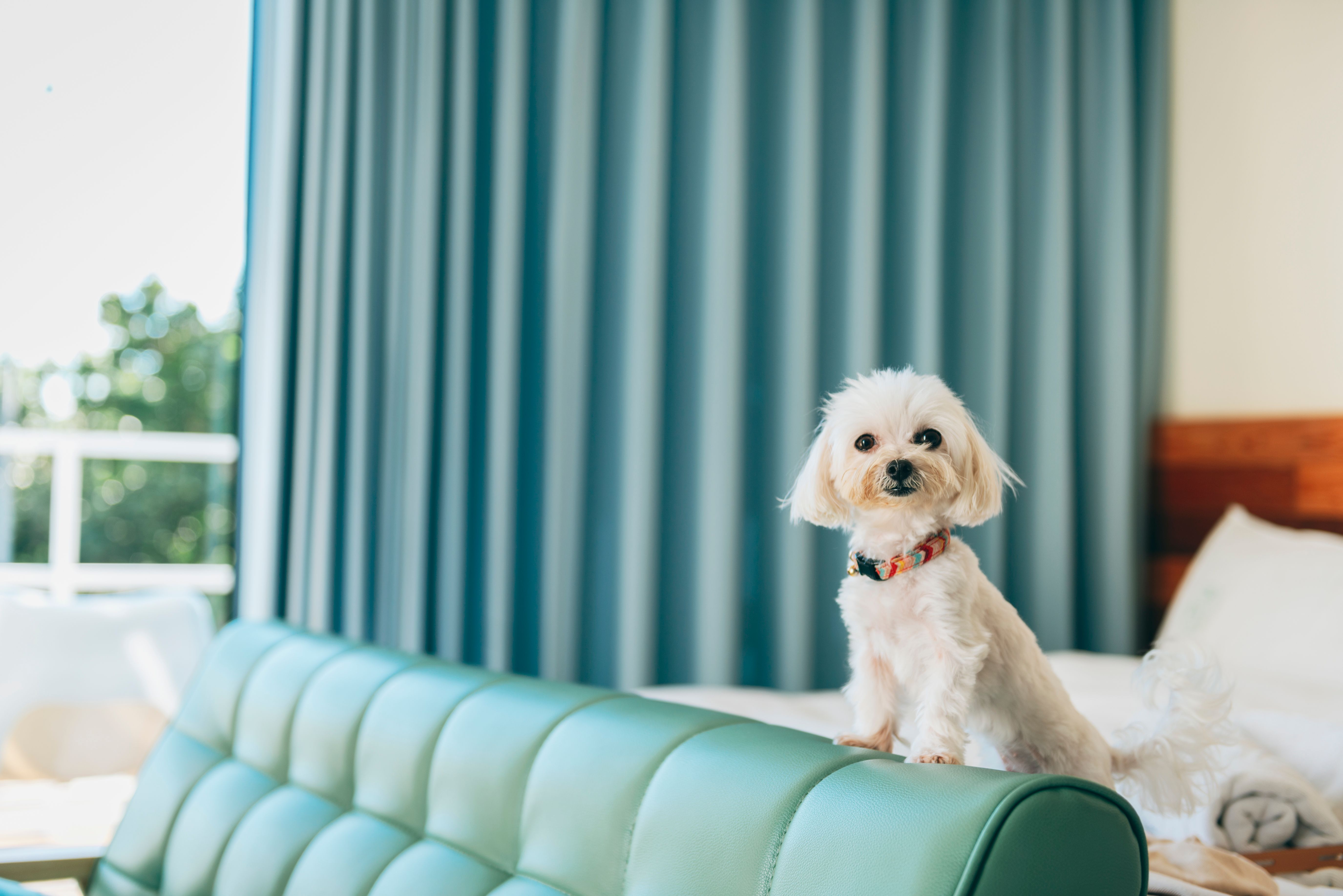 luxury pet hotel