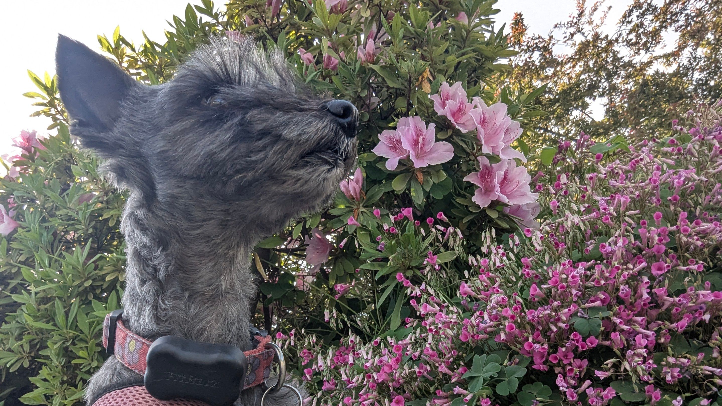 dog walking Sacramento