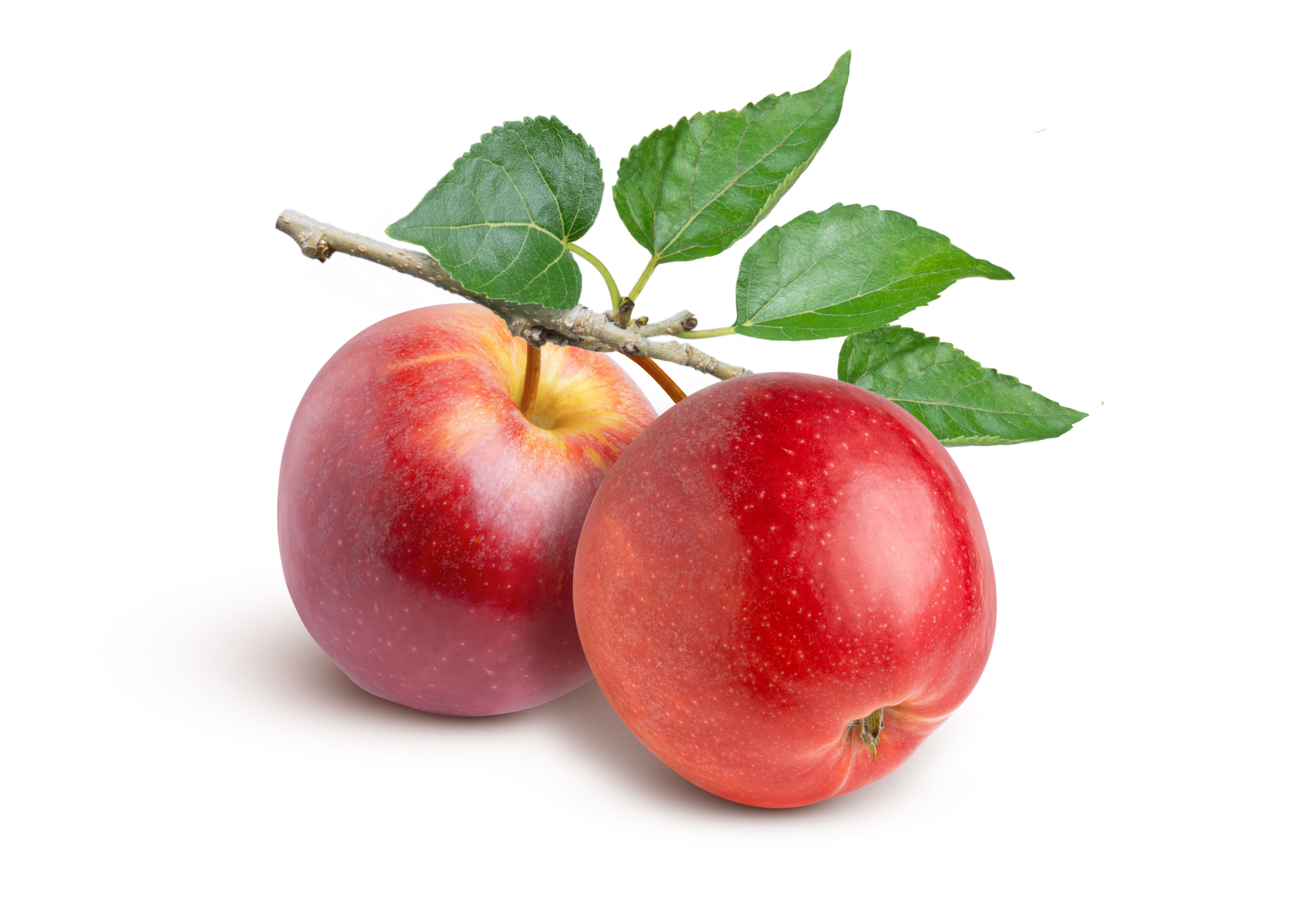 Red apple on white background.
