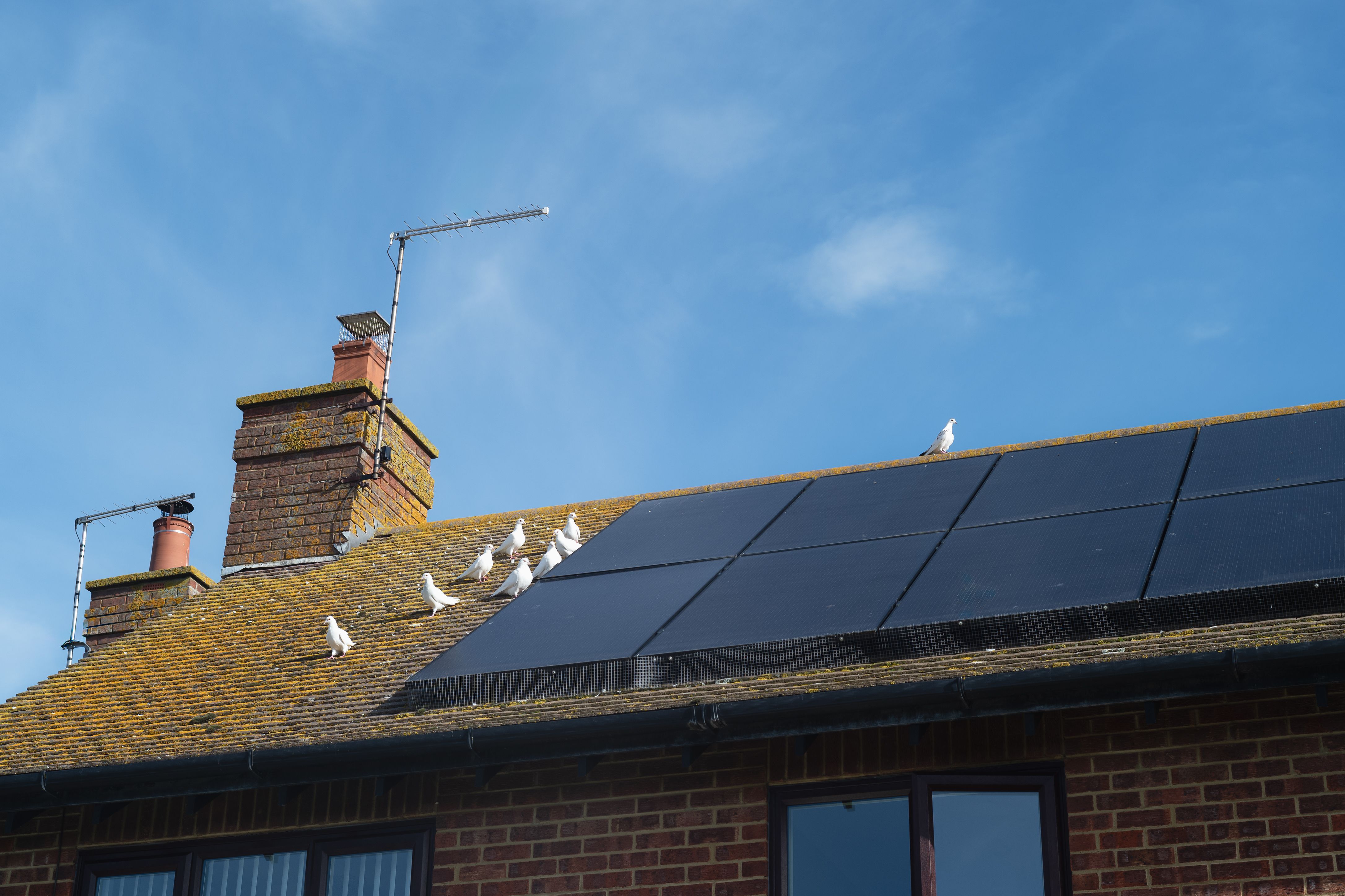 Bird guard around solar panels. Doves are gathered near by but not getting under the guard.