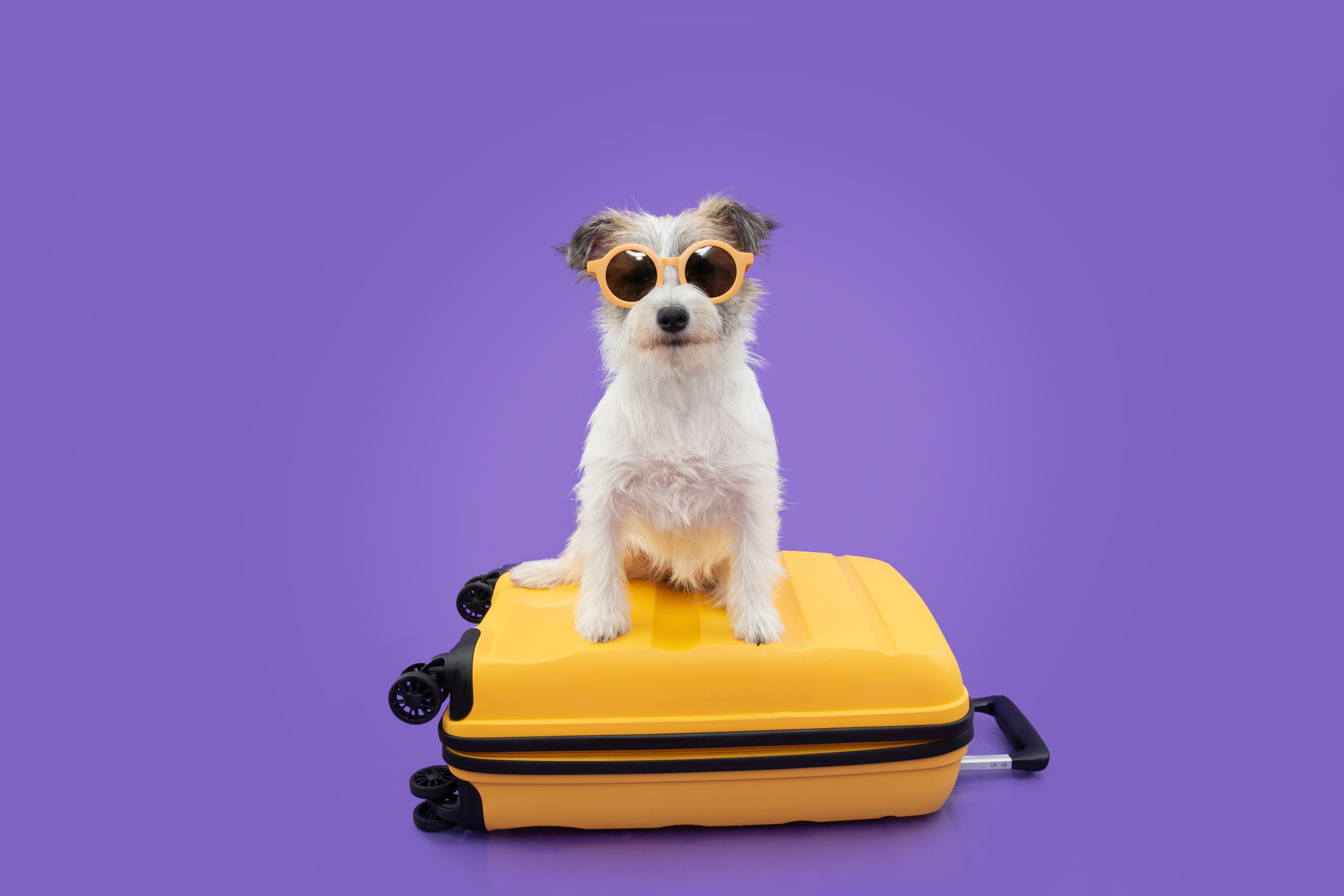dog luggage