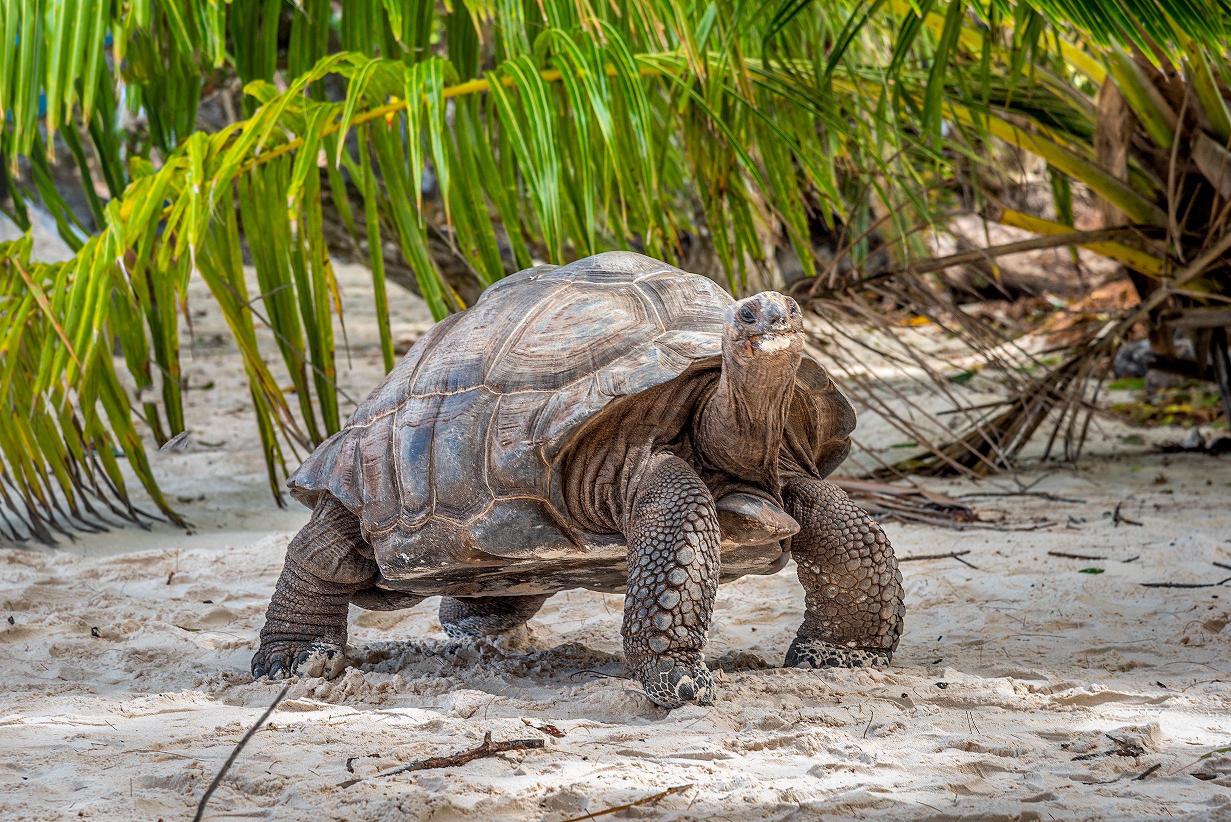 Giant turtle by a palm tree in Anse Severe in Seychelles