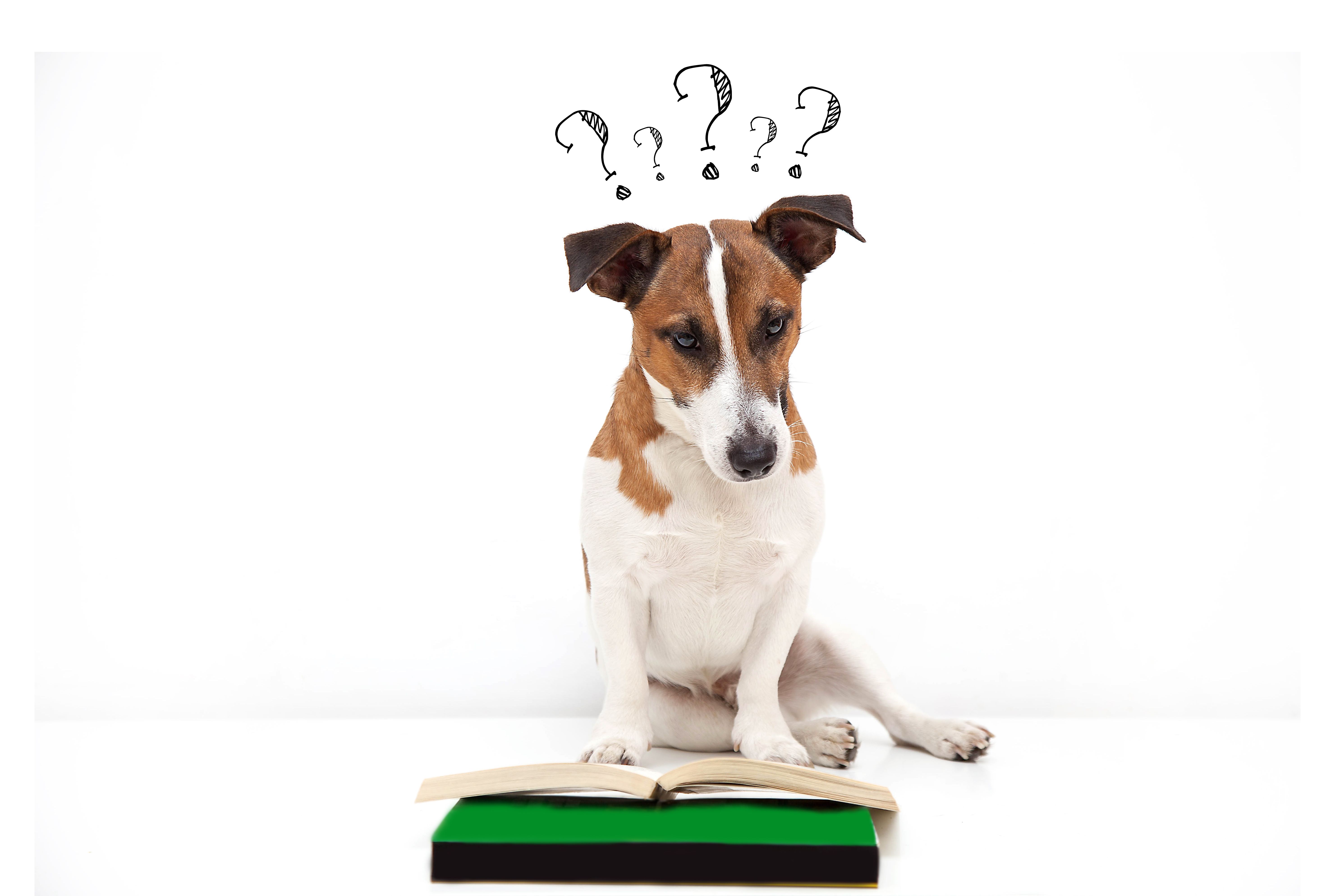 dog problem solutions