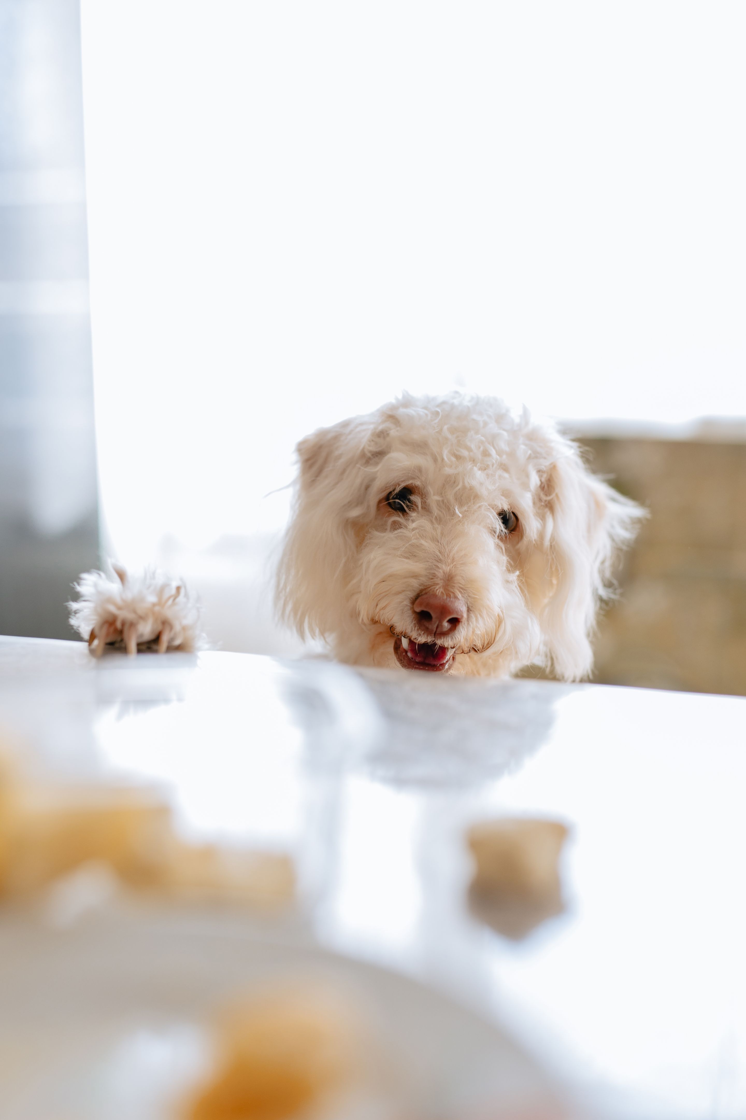 female dog steals cheese from the table