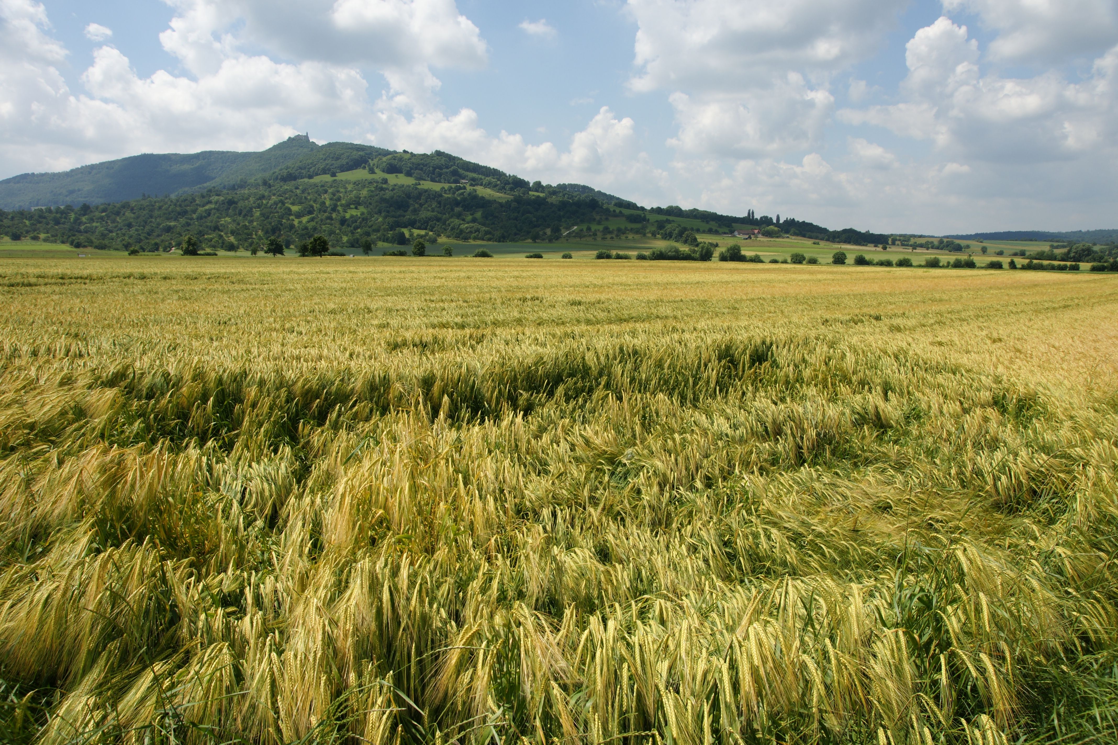 Cultivated Wheate or Corn Fields in Summer