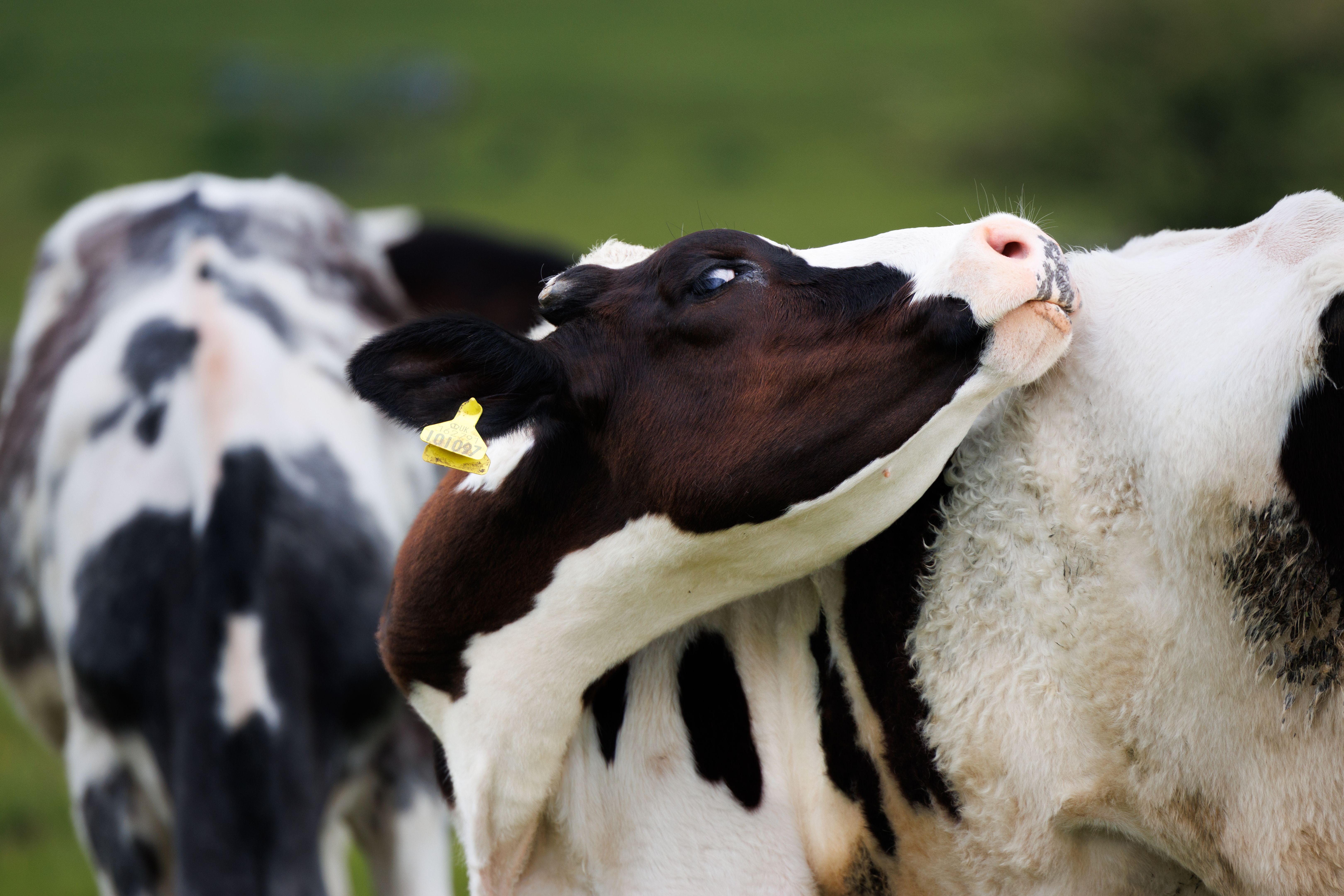 Brown and white cow, Peak District Brown and white cow, Peak District