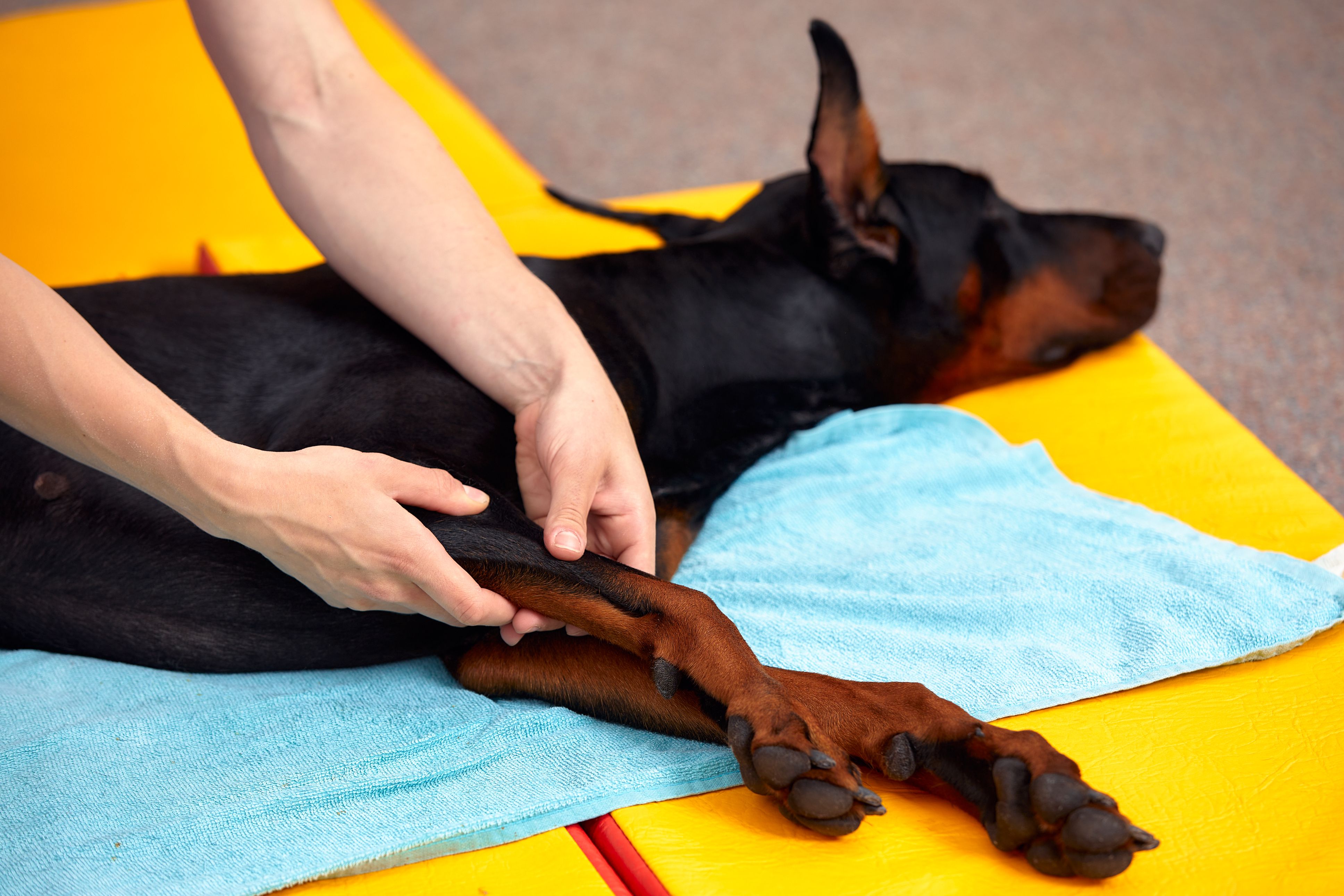 dog massage therapy