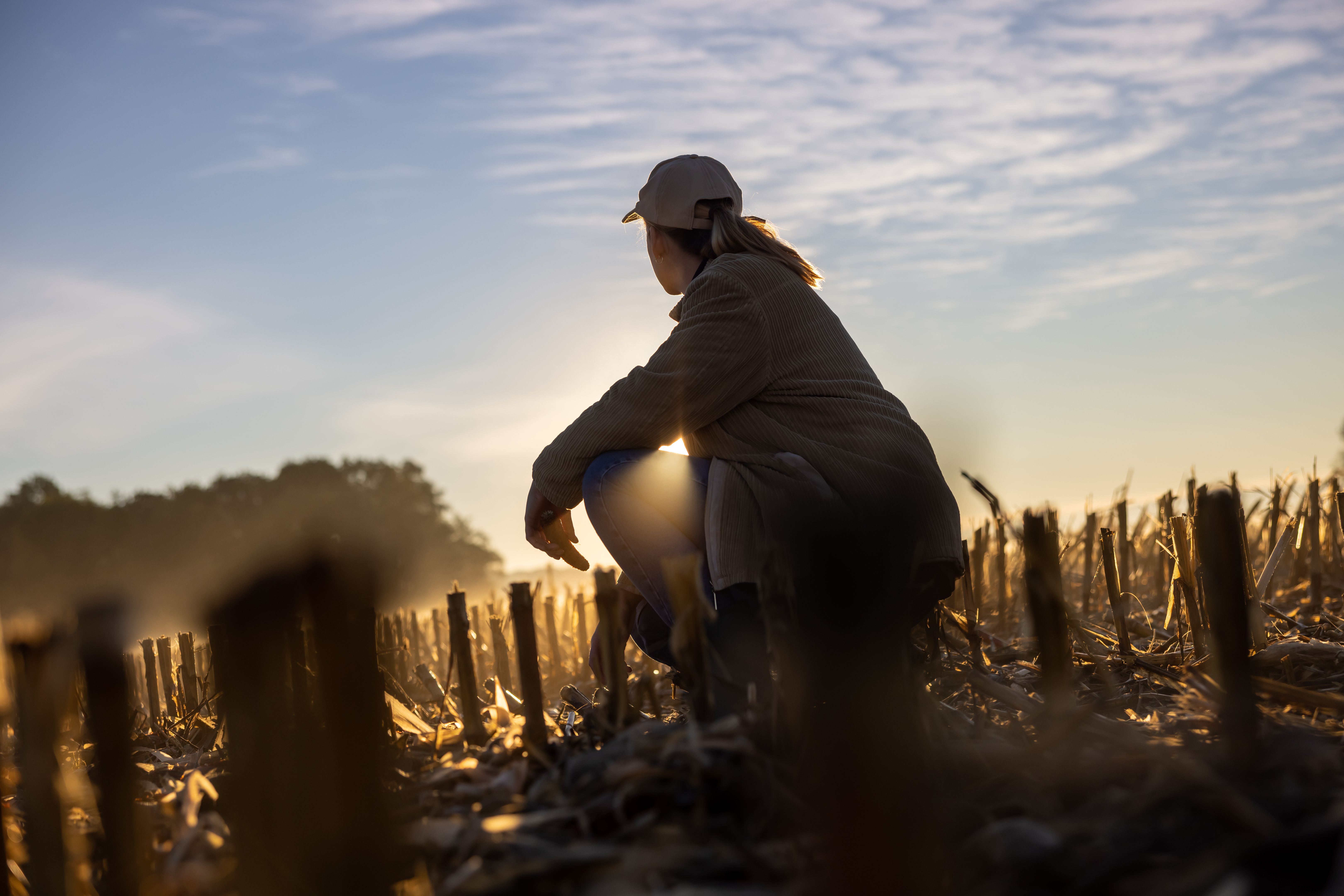 Adult woman with blond hair kneeling inside of a stubble field with cut corn plants in the evening,looking at the sunset at the horizon,sunbeam Adult woman with blond hair kneeling inside of a stubble field with cut corn plants in the evening,looking at the sunset at the horizon,sunbeam