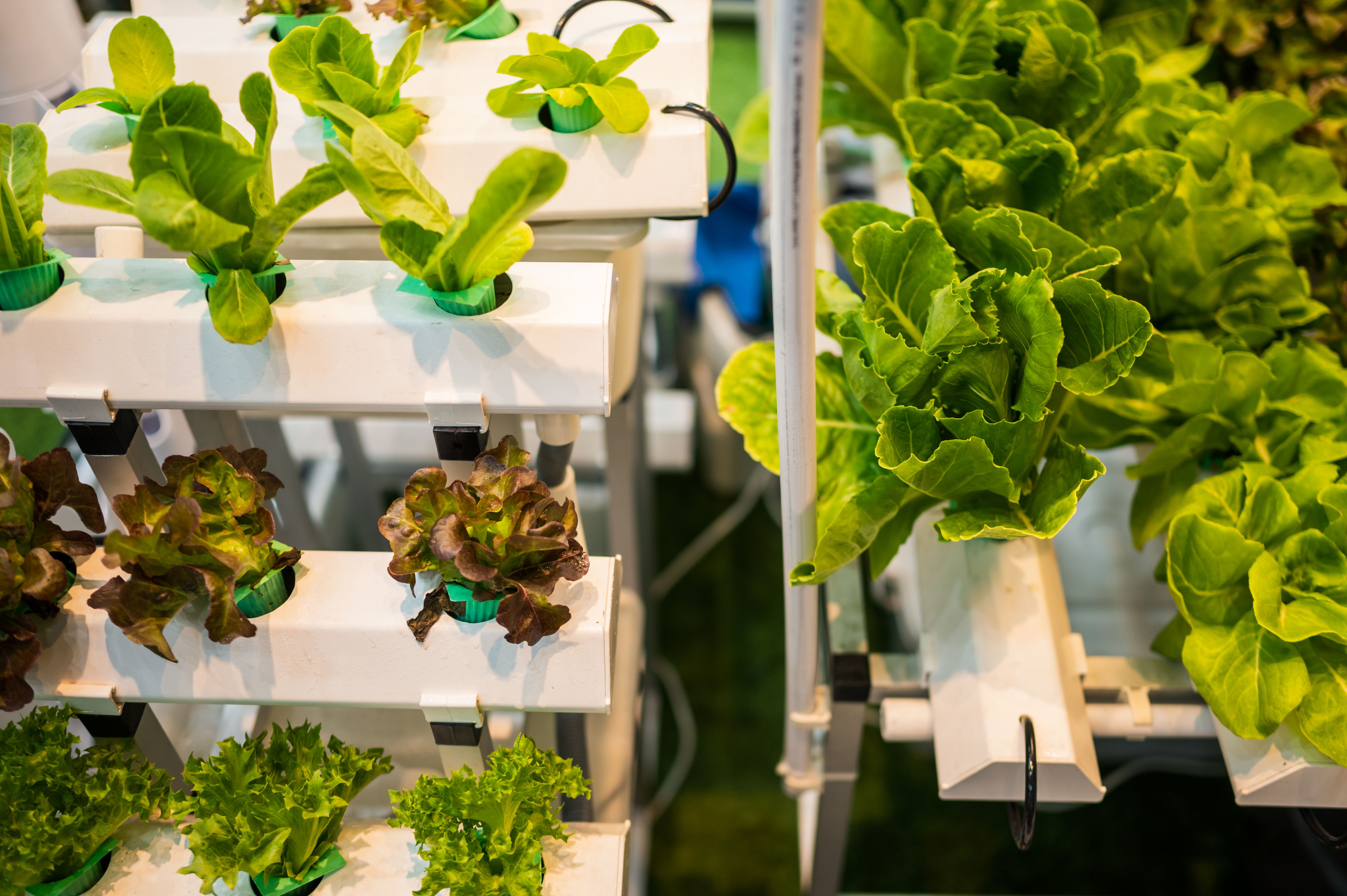 Feeding the future vertical farms plantation in indoor place plant with LED lighting in city rooftopin a row