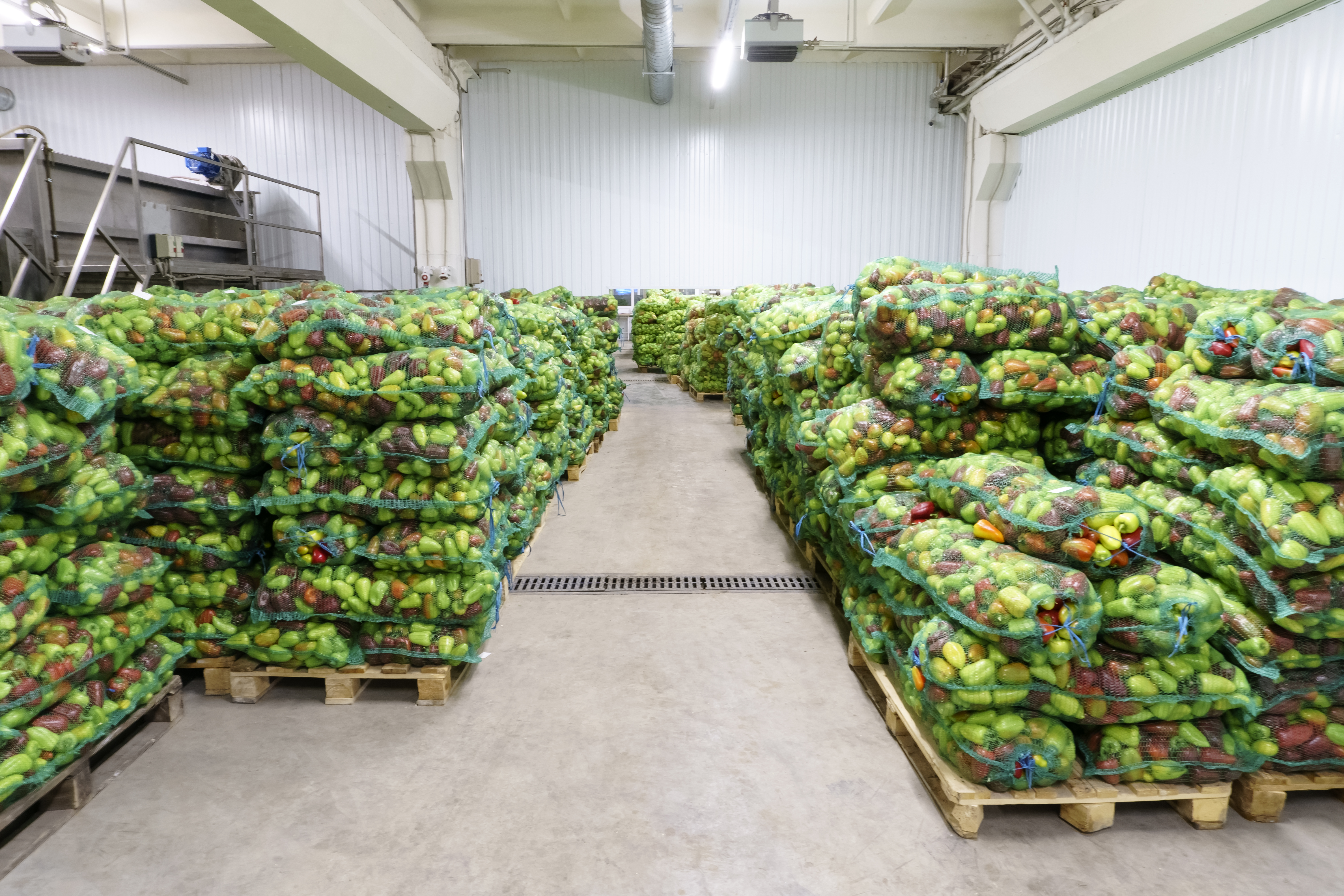 Sweet bulgarian peppers in bags in a storage warehouse before processing Sweet bulgarian peppers in bags in a storage warehouse before processing