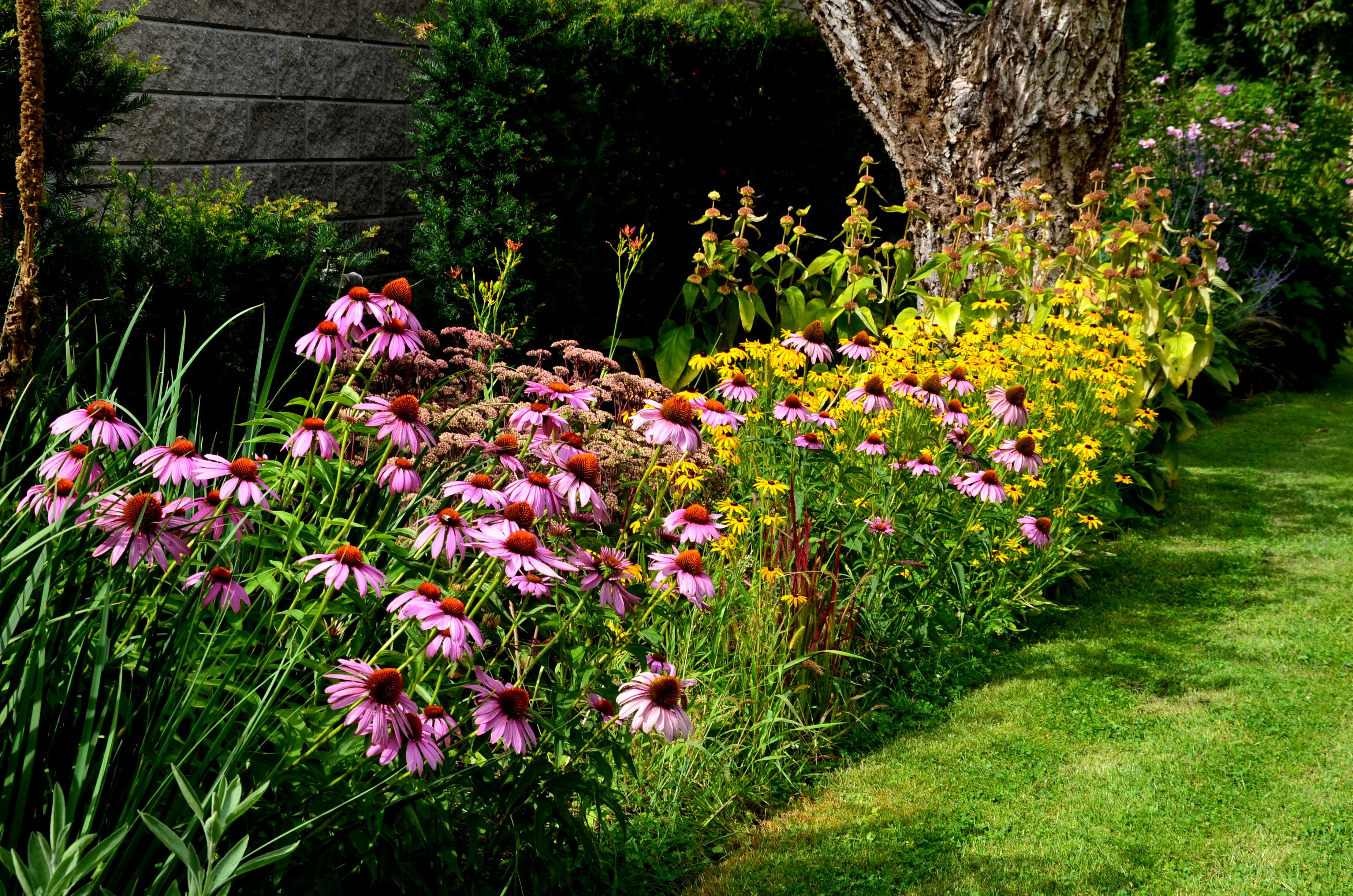 perennial flower bed with a predominance of purple in the garden and parks with bulbs perennial flower bed with a predominance of purple in the garden and parks with bulbs