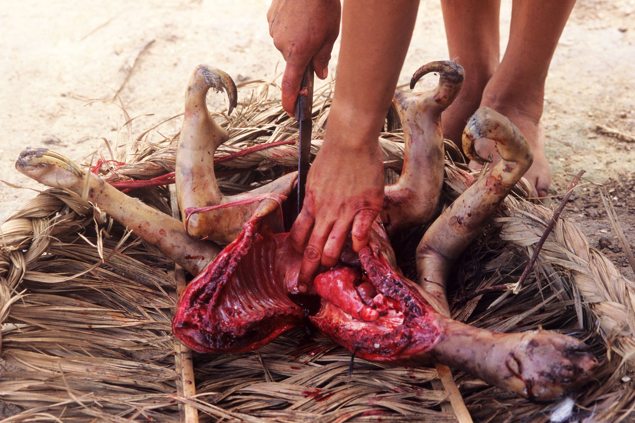 Indian prepares the sloth to place on the barbecue