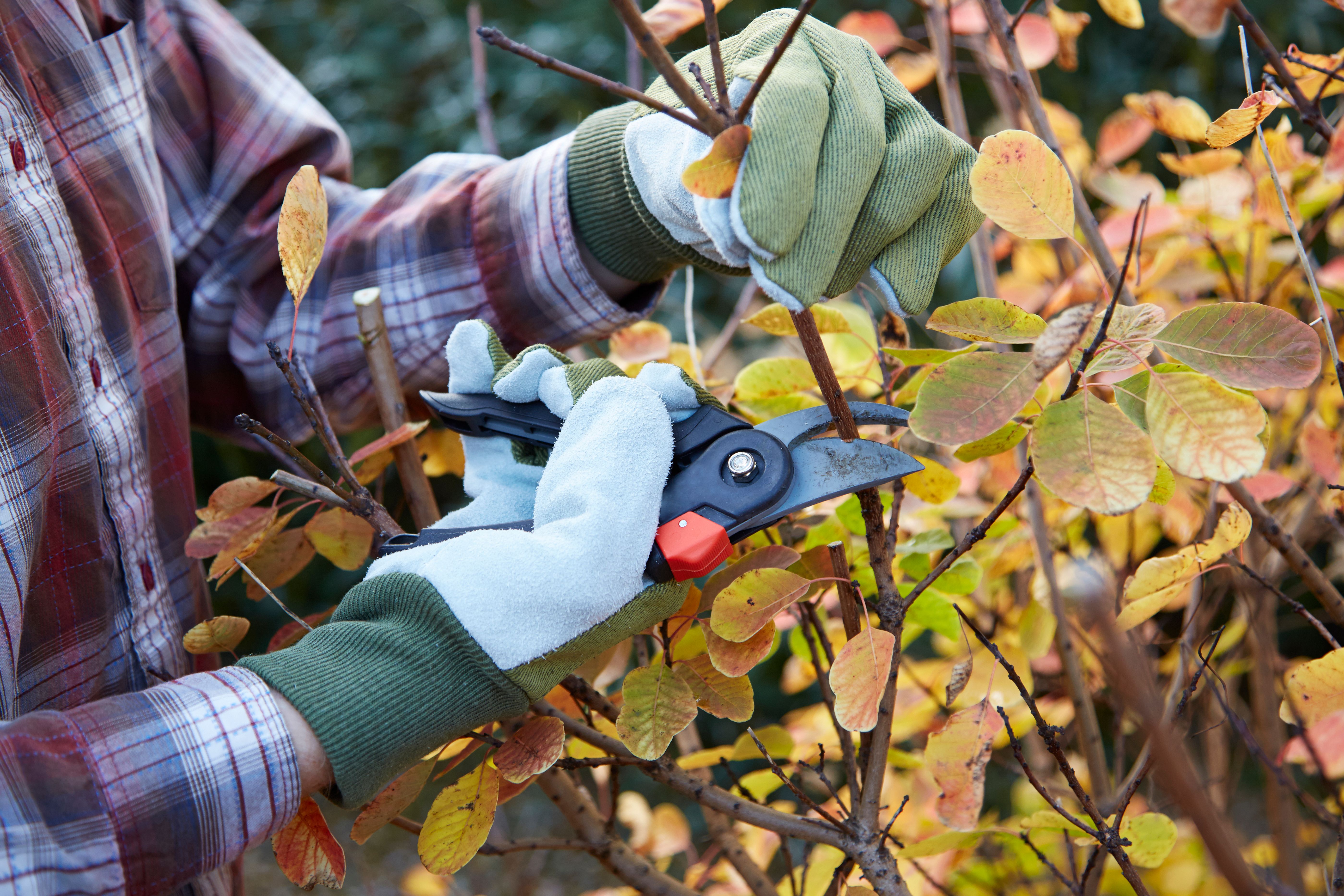pruning plants