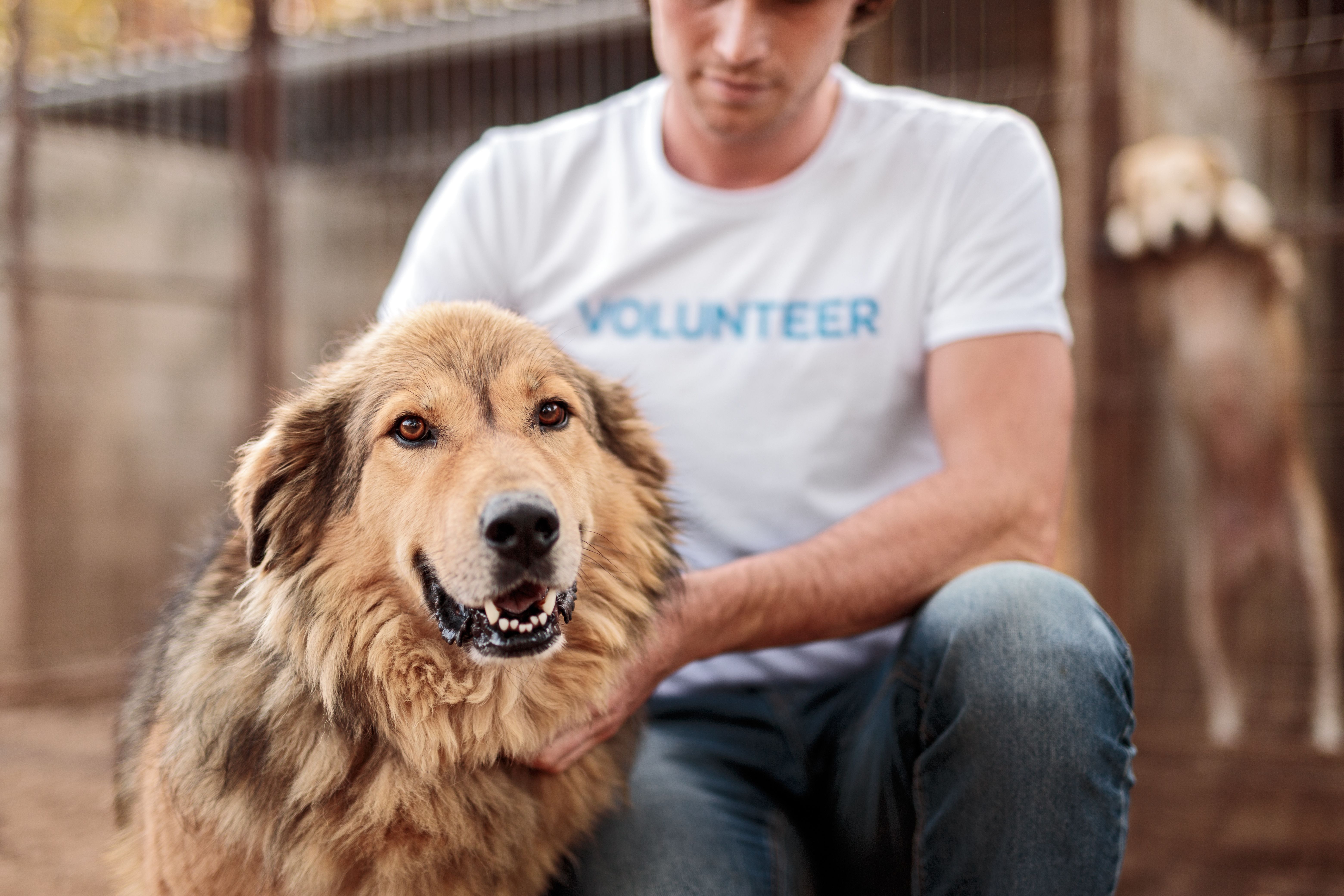 volunteers with dogs