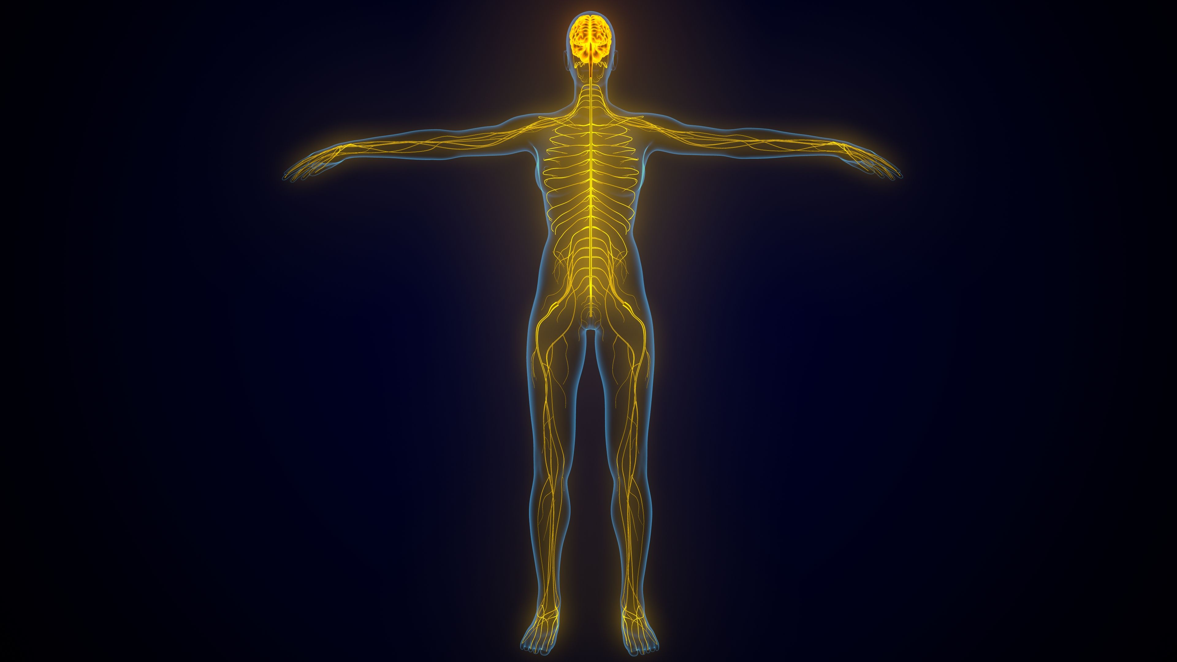 3d illustrastion of  human women nervous system