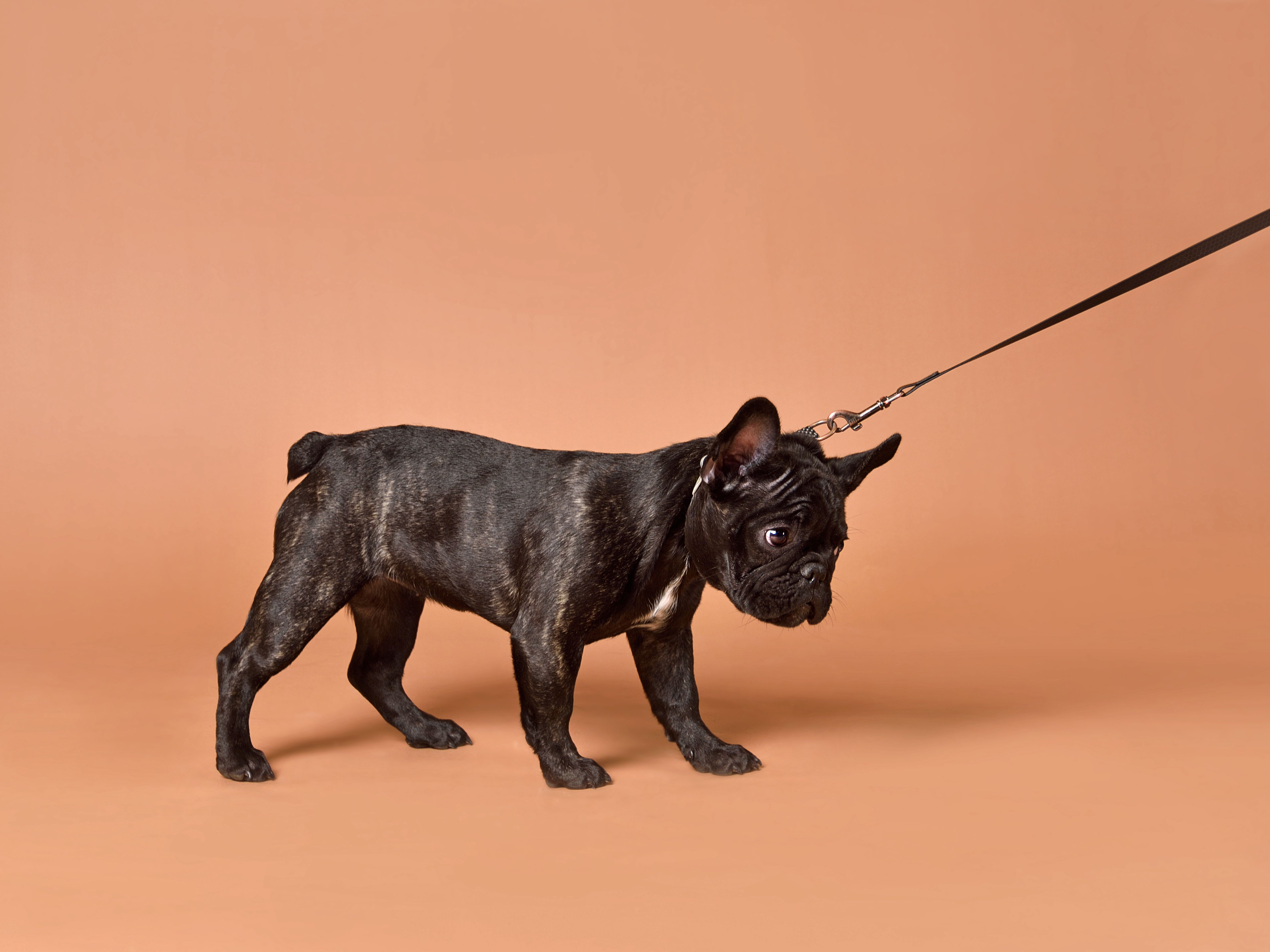 French Bulldog puppy on leash French Bulldog puppy on leash