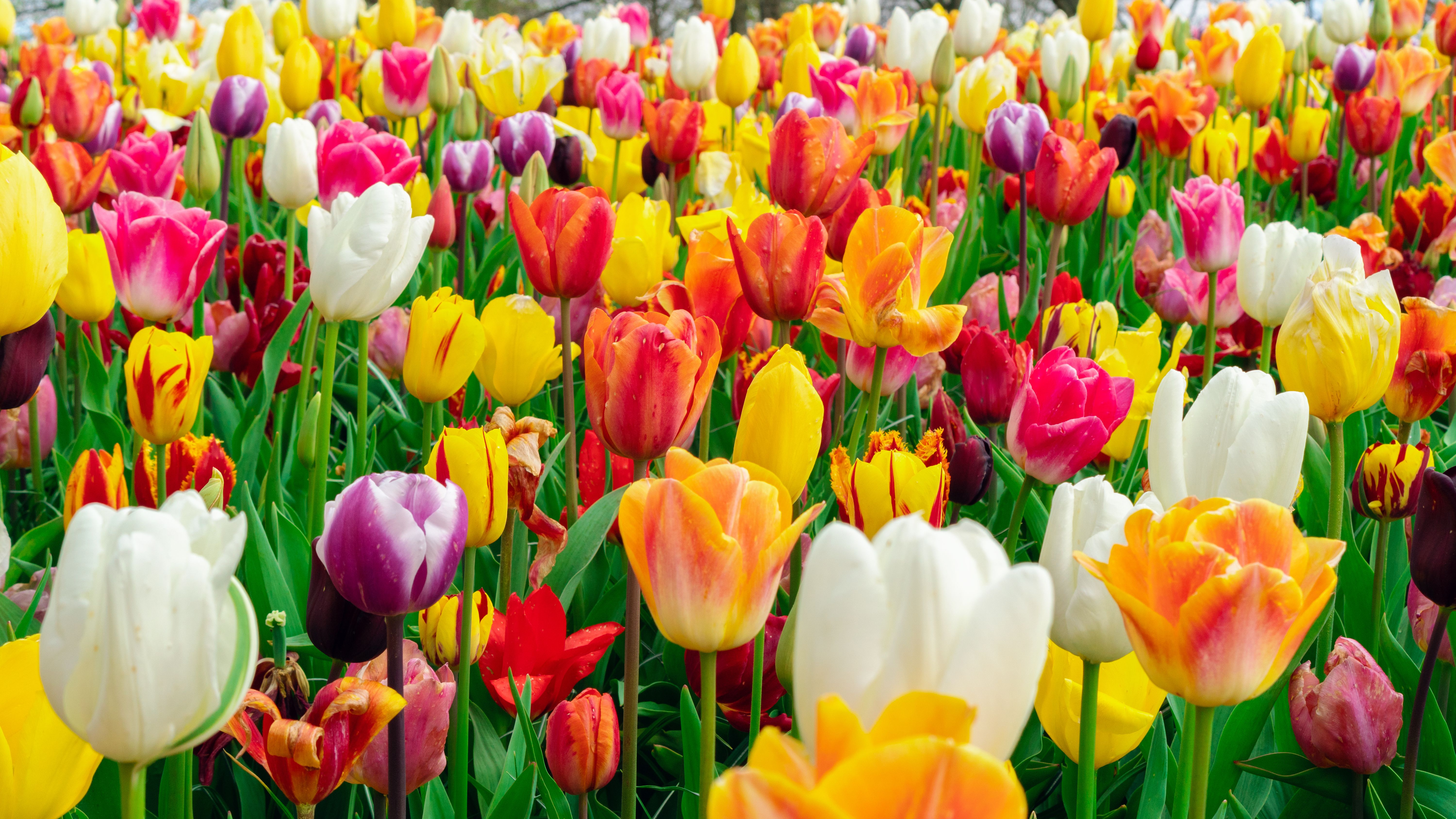 spring flowers