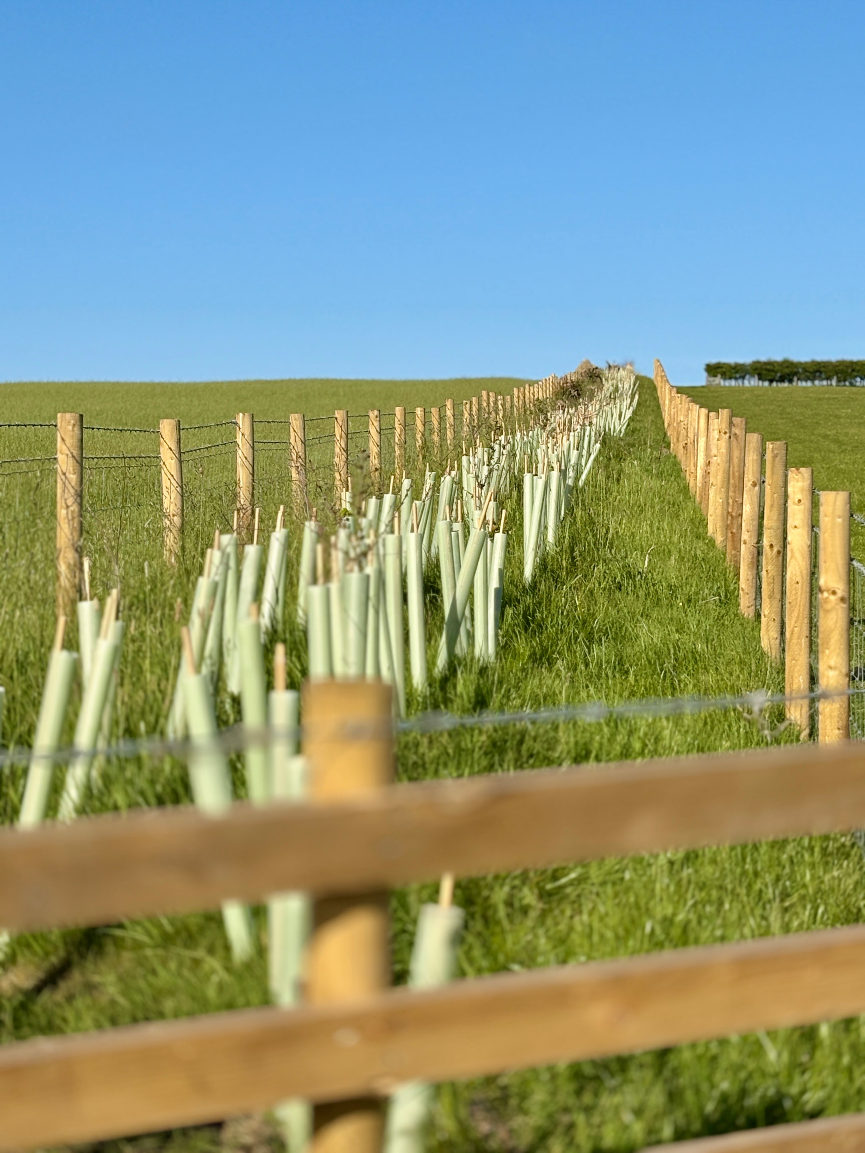 regenerative agriculture