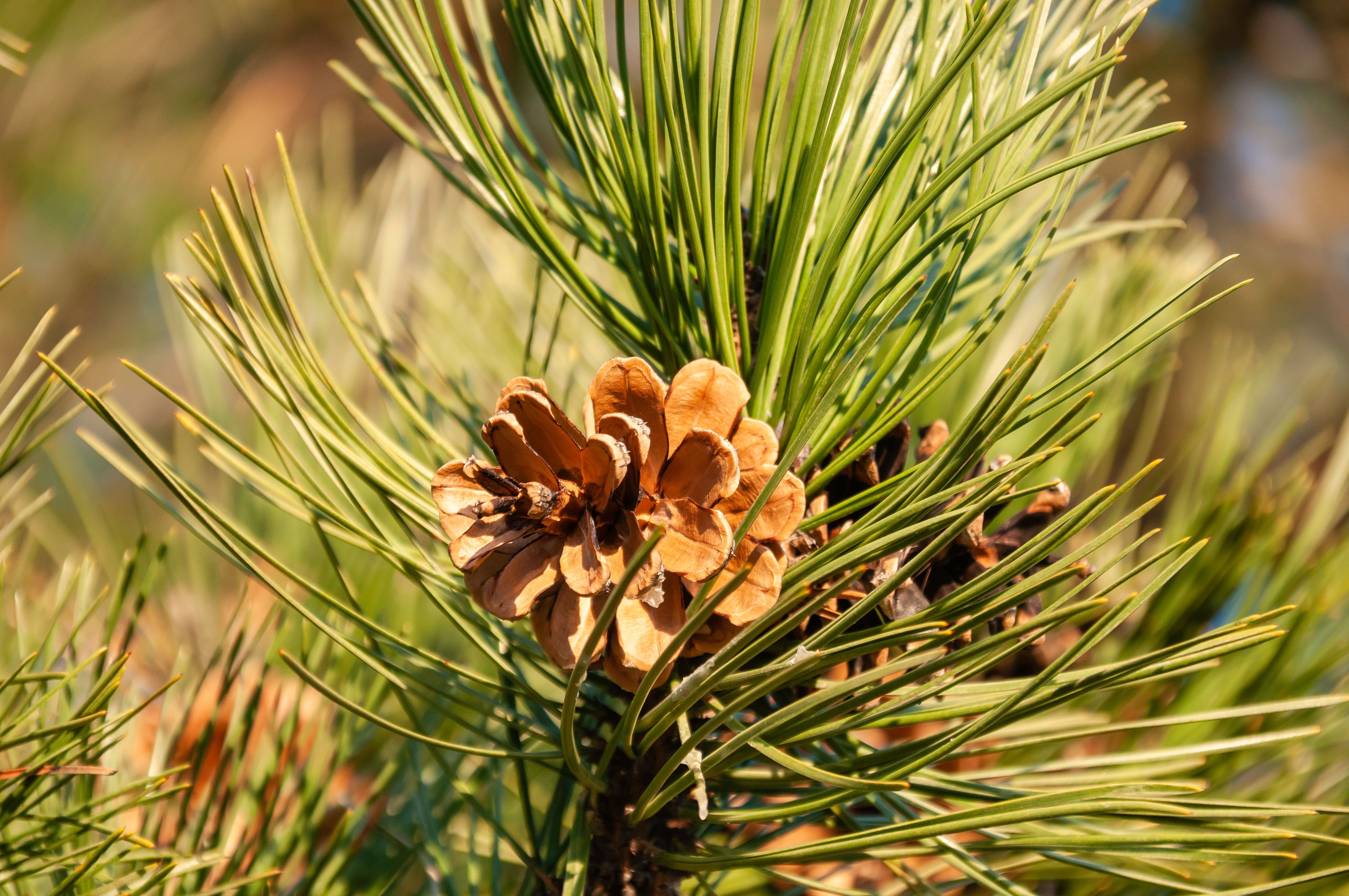 native plants michigan