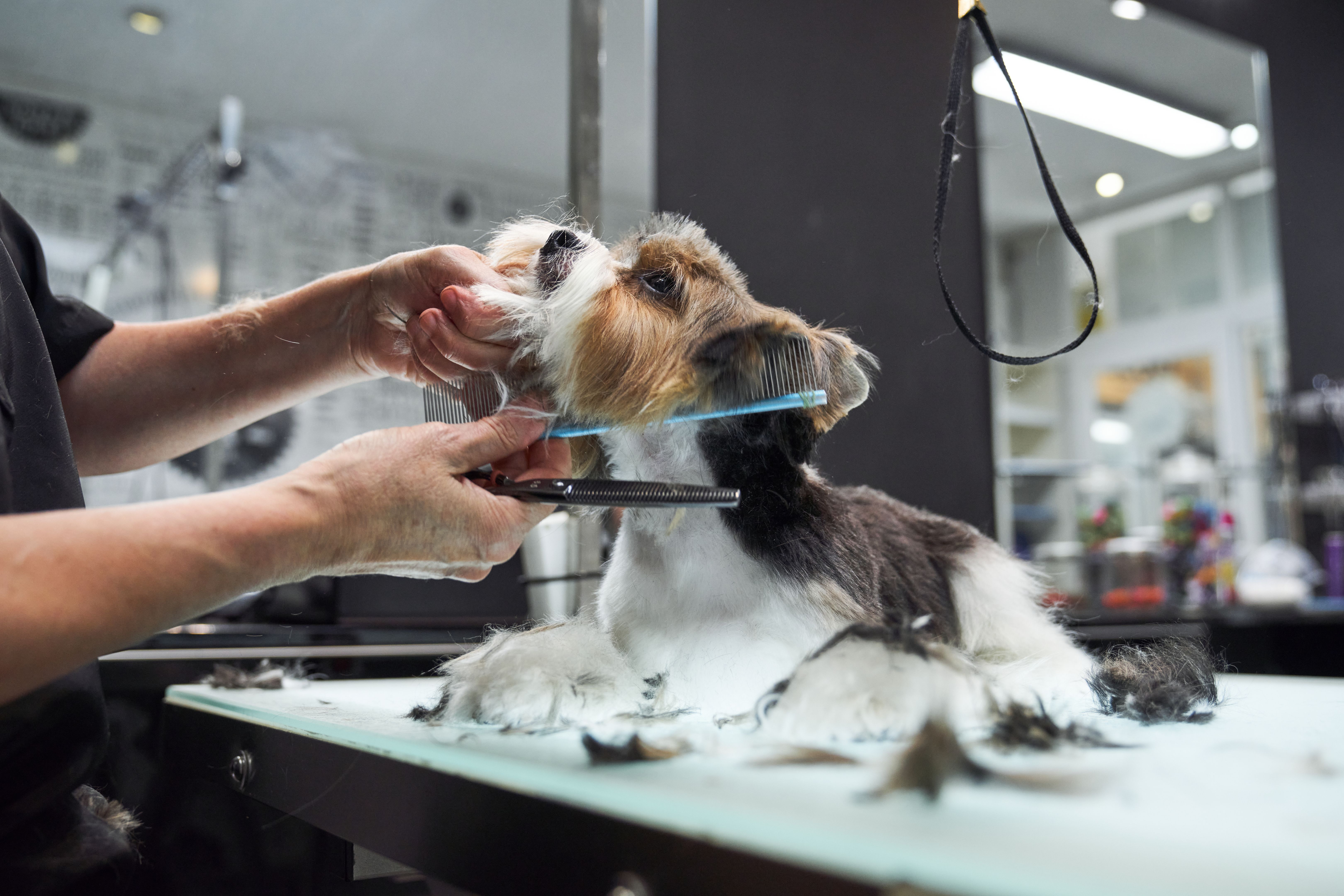 pet grooming salon