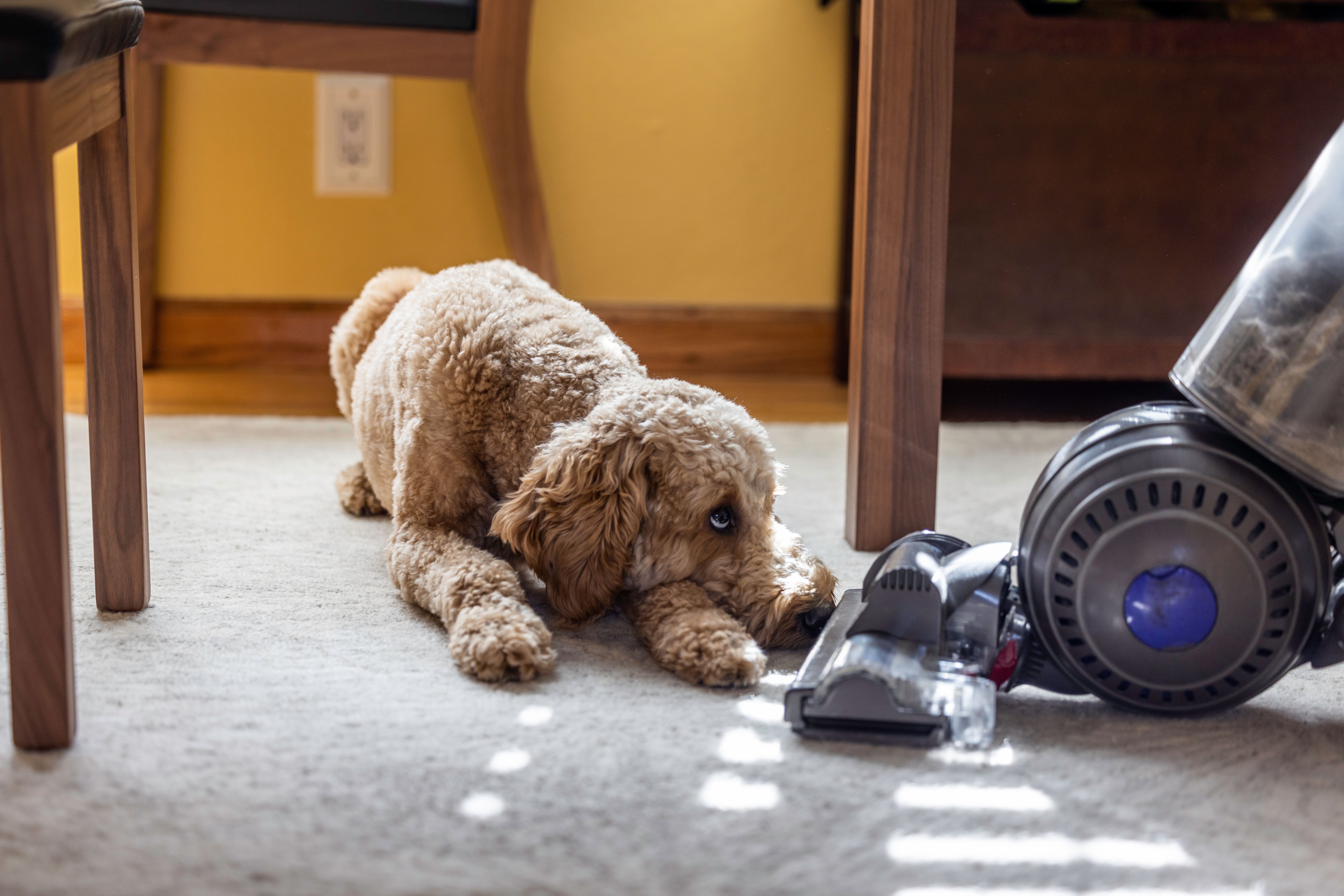 Goldendoodle and Vacuum Goldendoodle and Vacuum