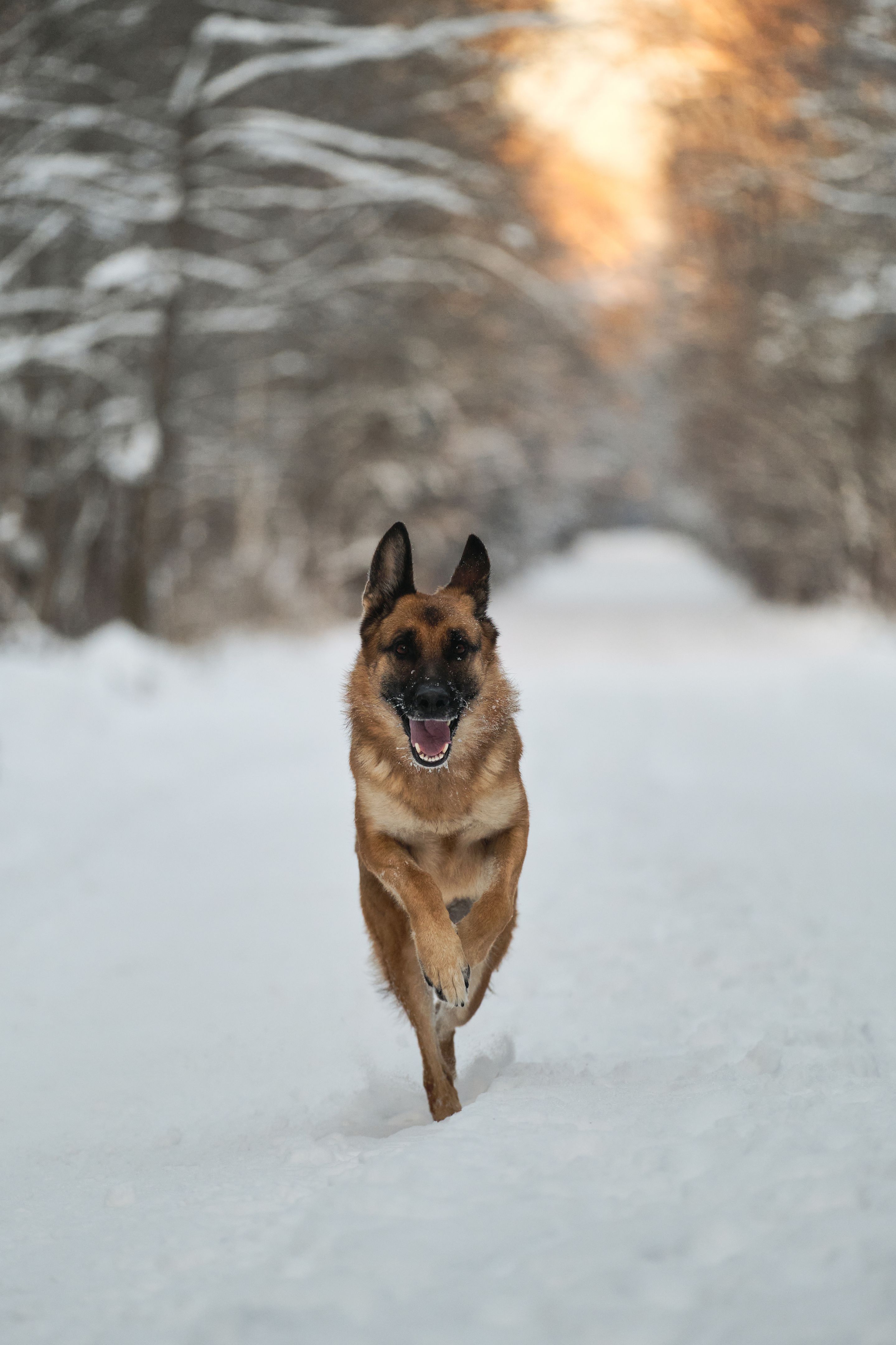 german shepherd winter walk