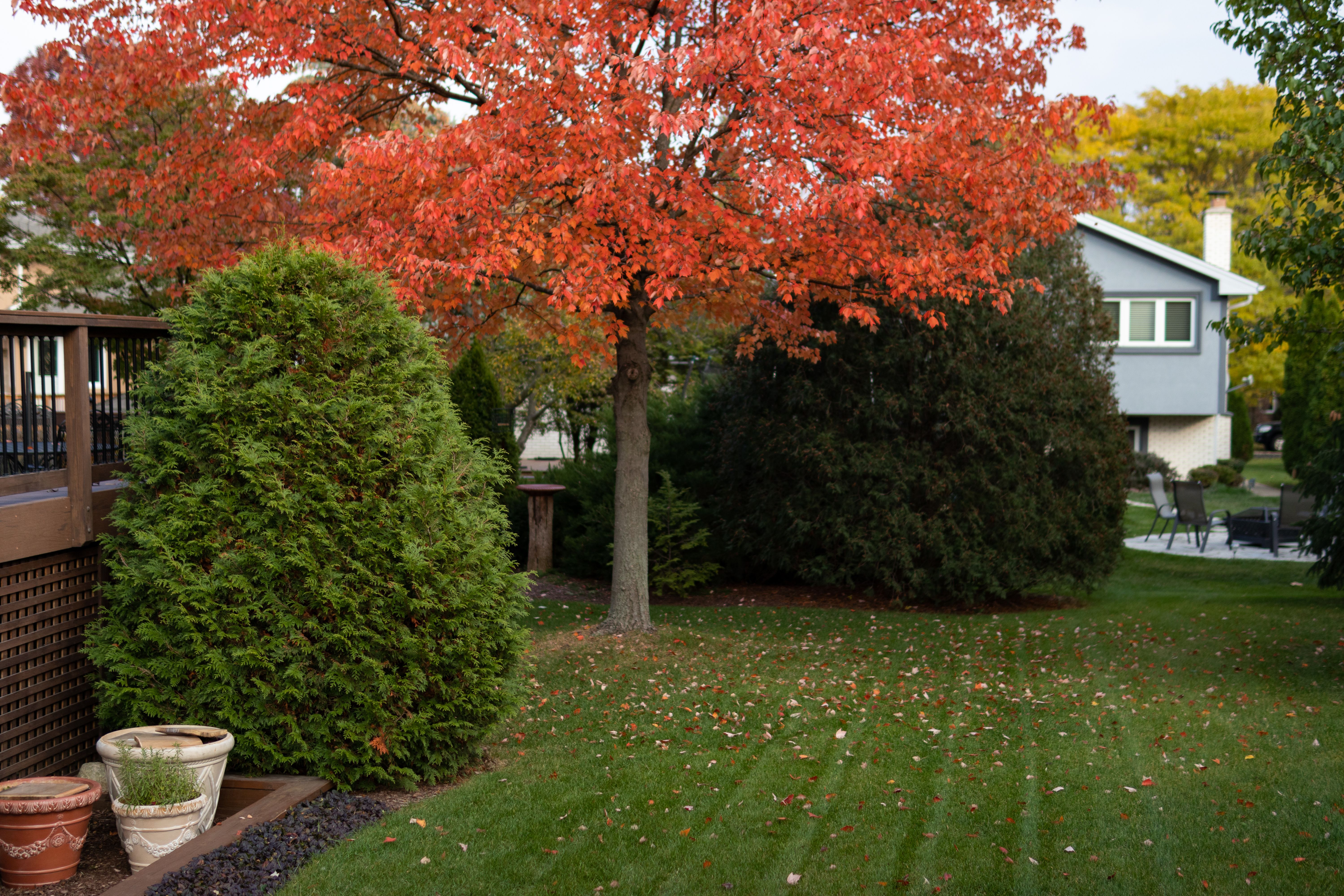 fall lawn maintenance